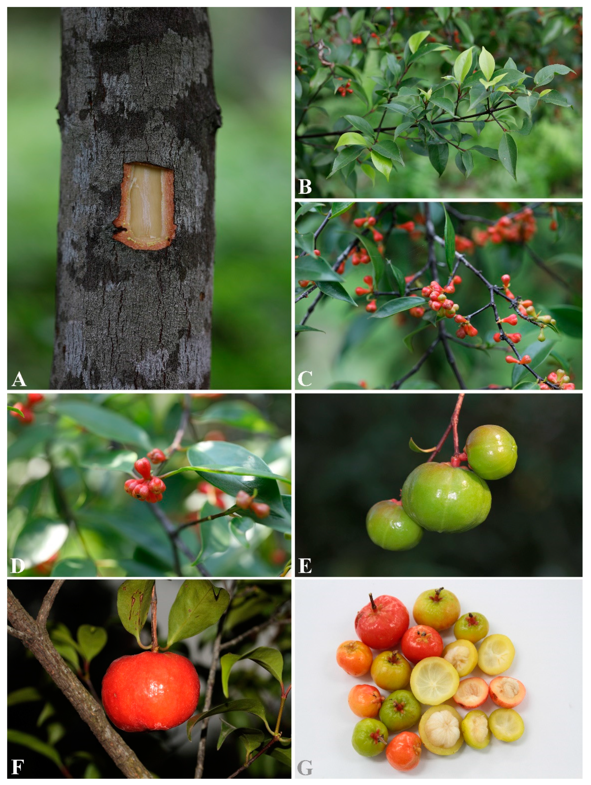 Diversity 14 00556 g007 Diversity 14 00556 g007