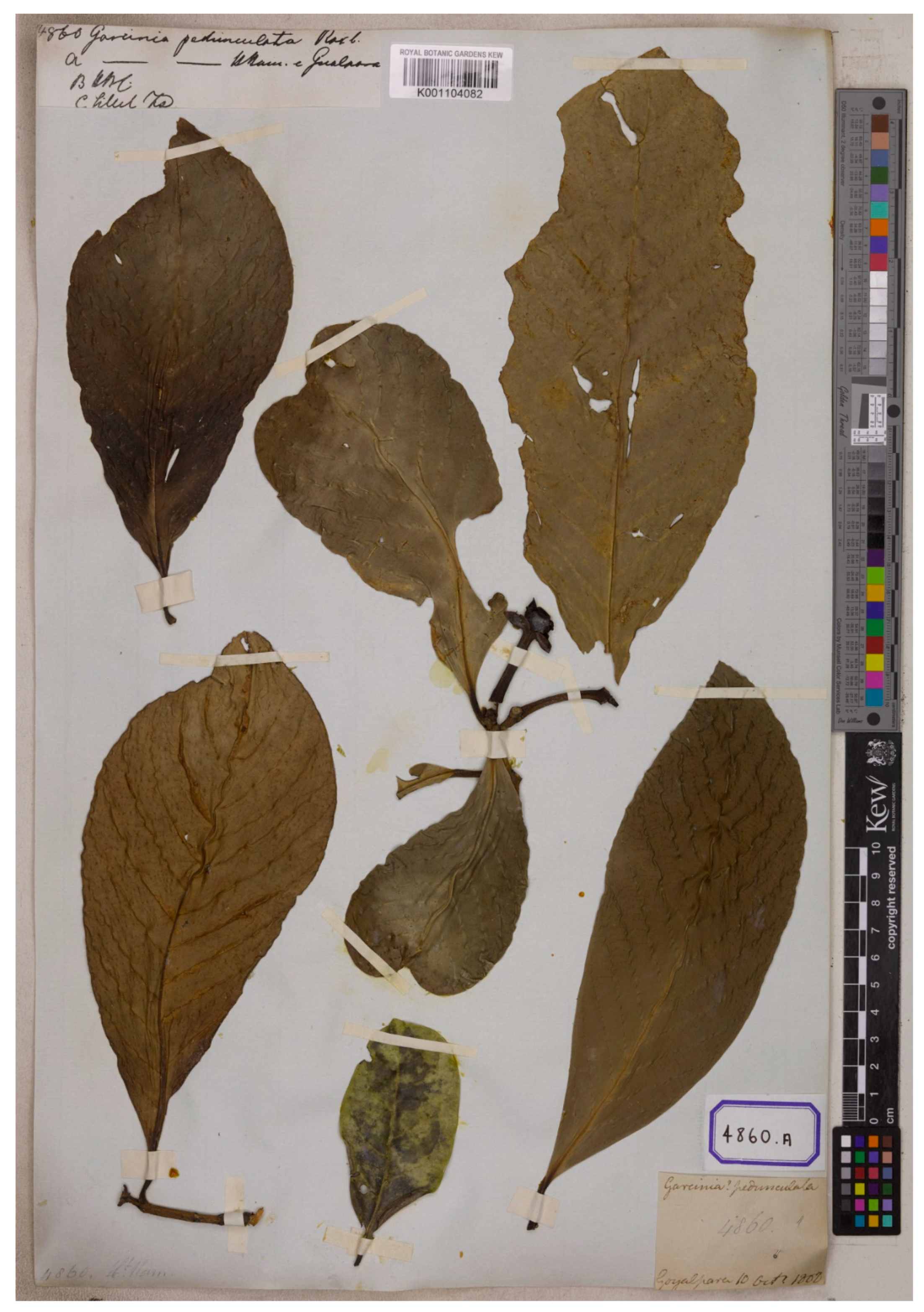 Diversity 14 00556 g009 Diversity 14 00556 g009