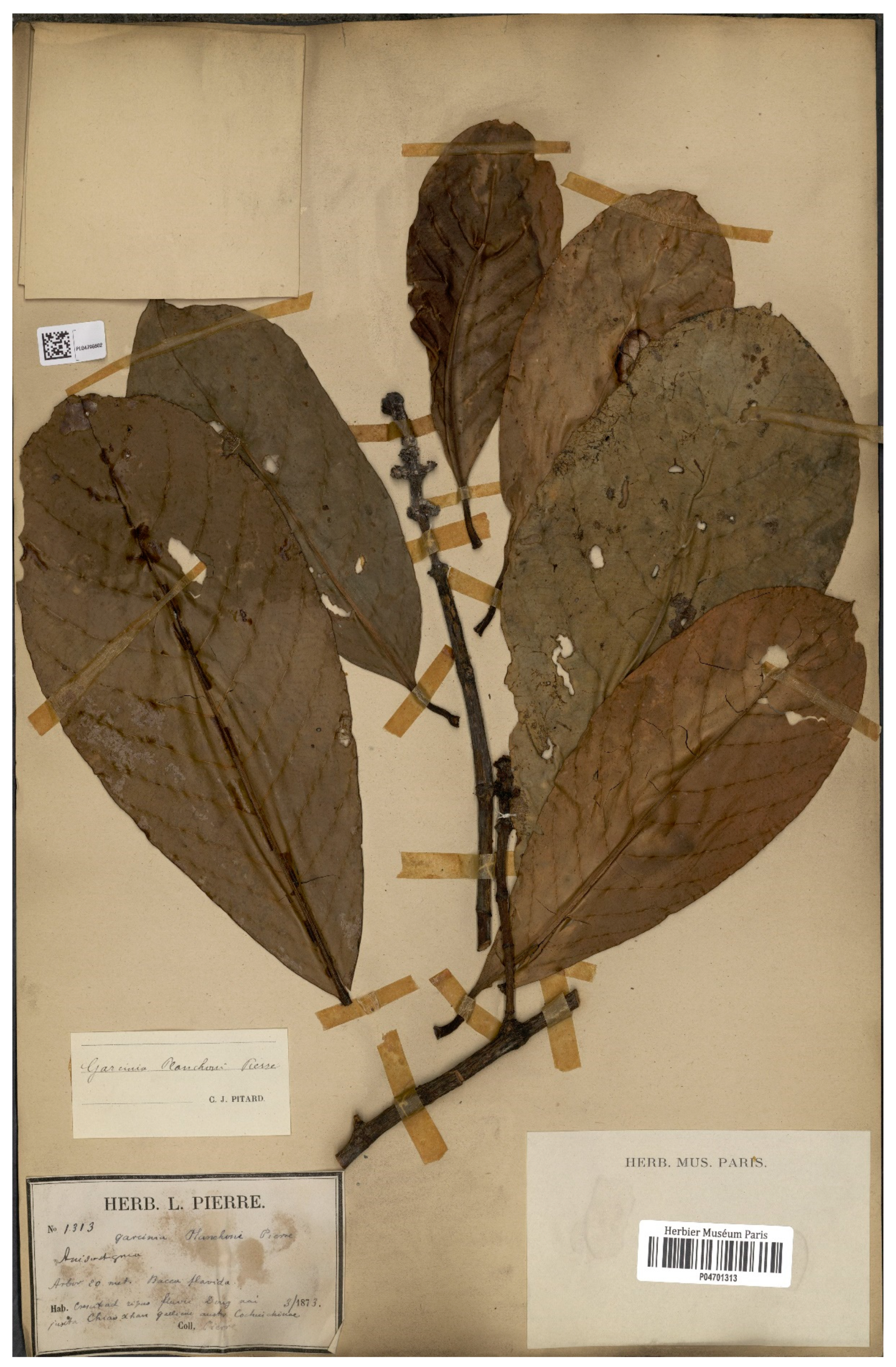 Diversity 14 00556 g010 Diversity 14 00556 g010