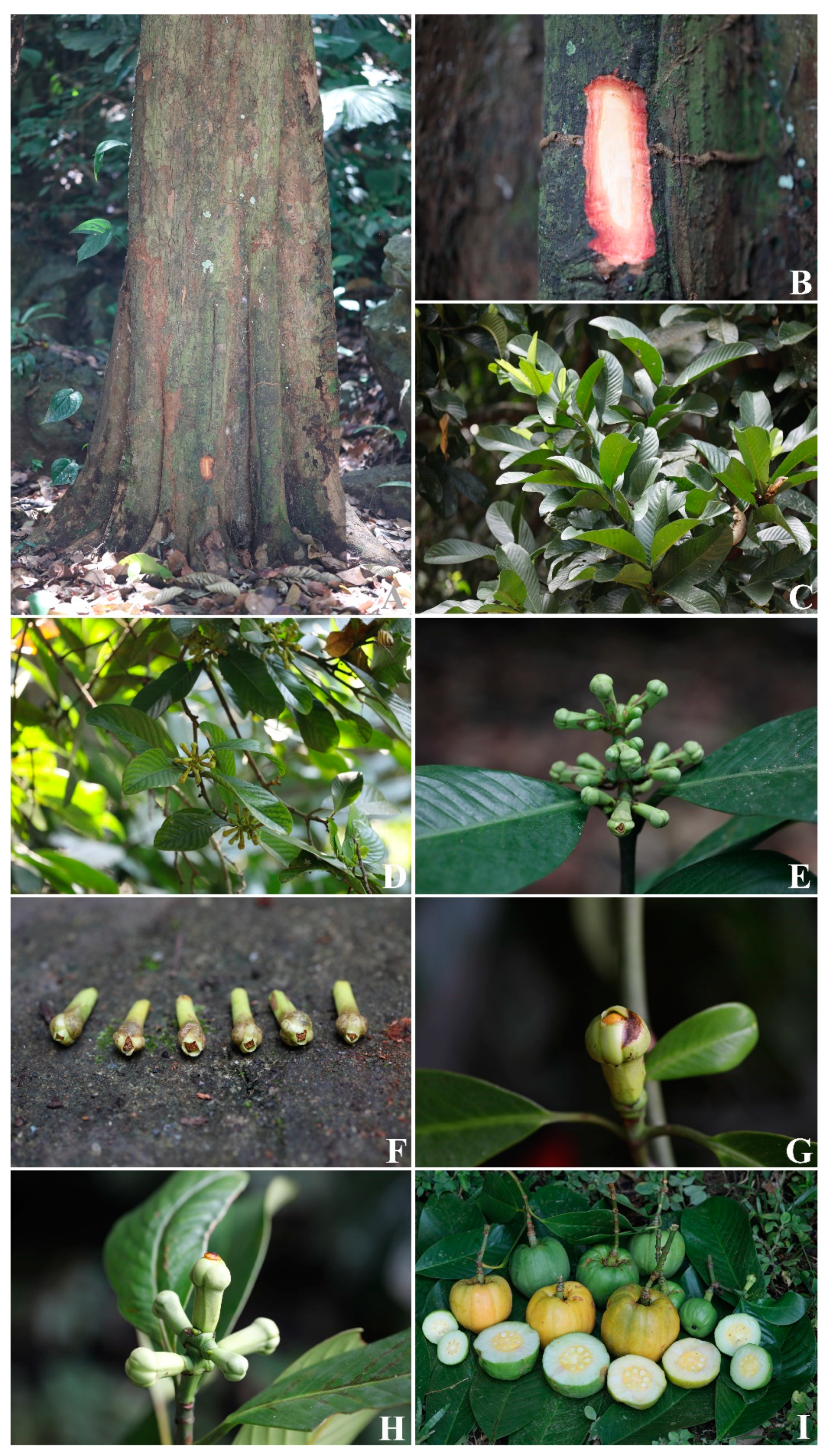 Diversity 14 00556 g011 Diversity 14 00556 g011