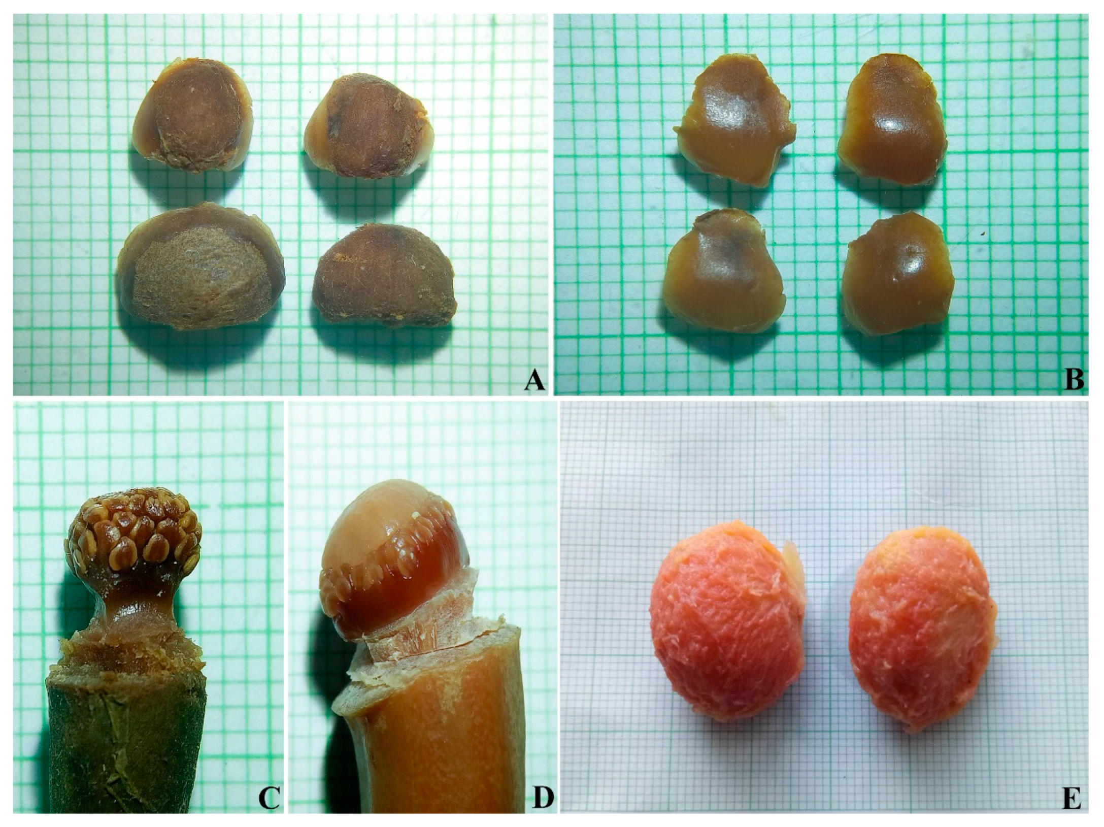 Diversity 14 00556 g012 Diversity 14 00556 g012