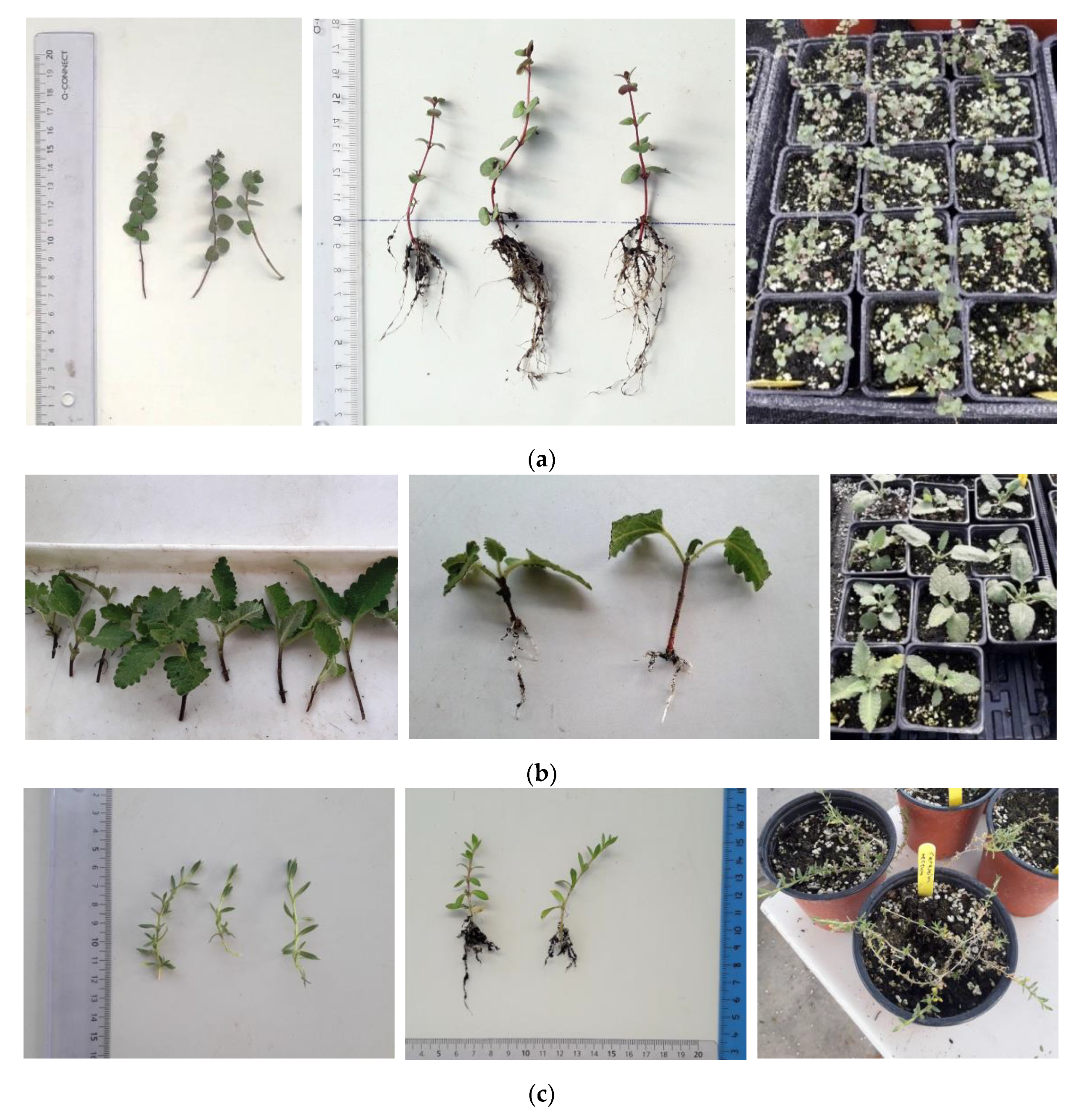 Diversity 14 00570 g005 Diversity 14 00570 g005