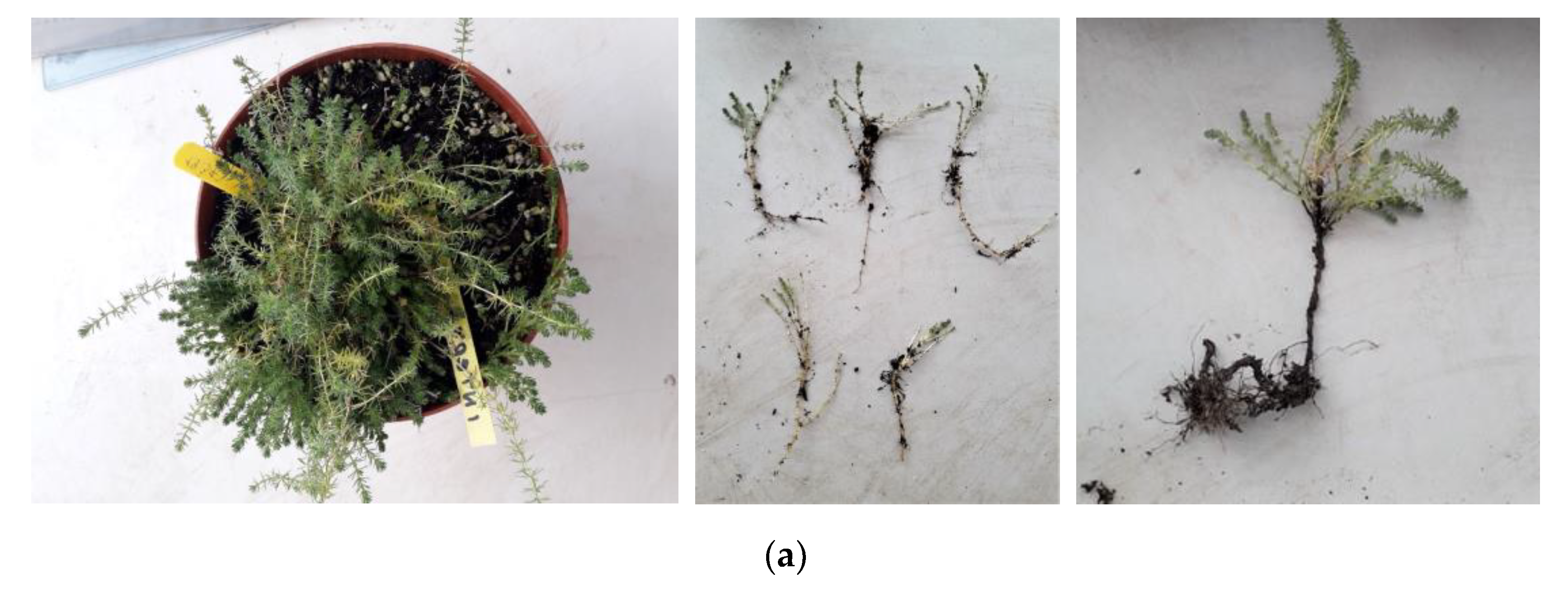 Diversity 14 00570 g006a Diversity 14 00570 g006a