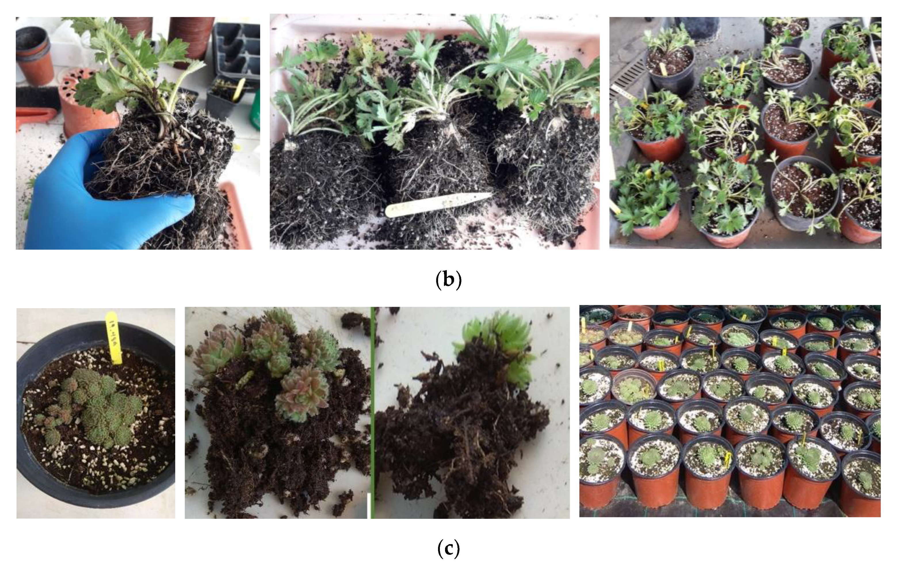 Diversity 14 00570 g006b Diversity 14 00570 g006b