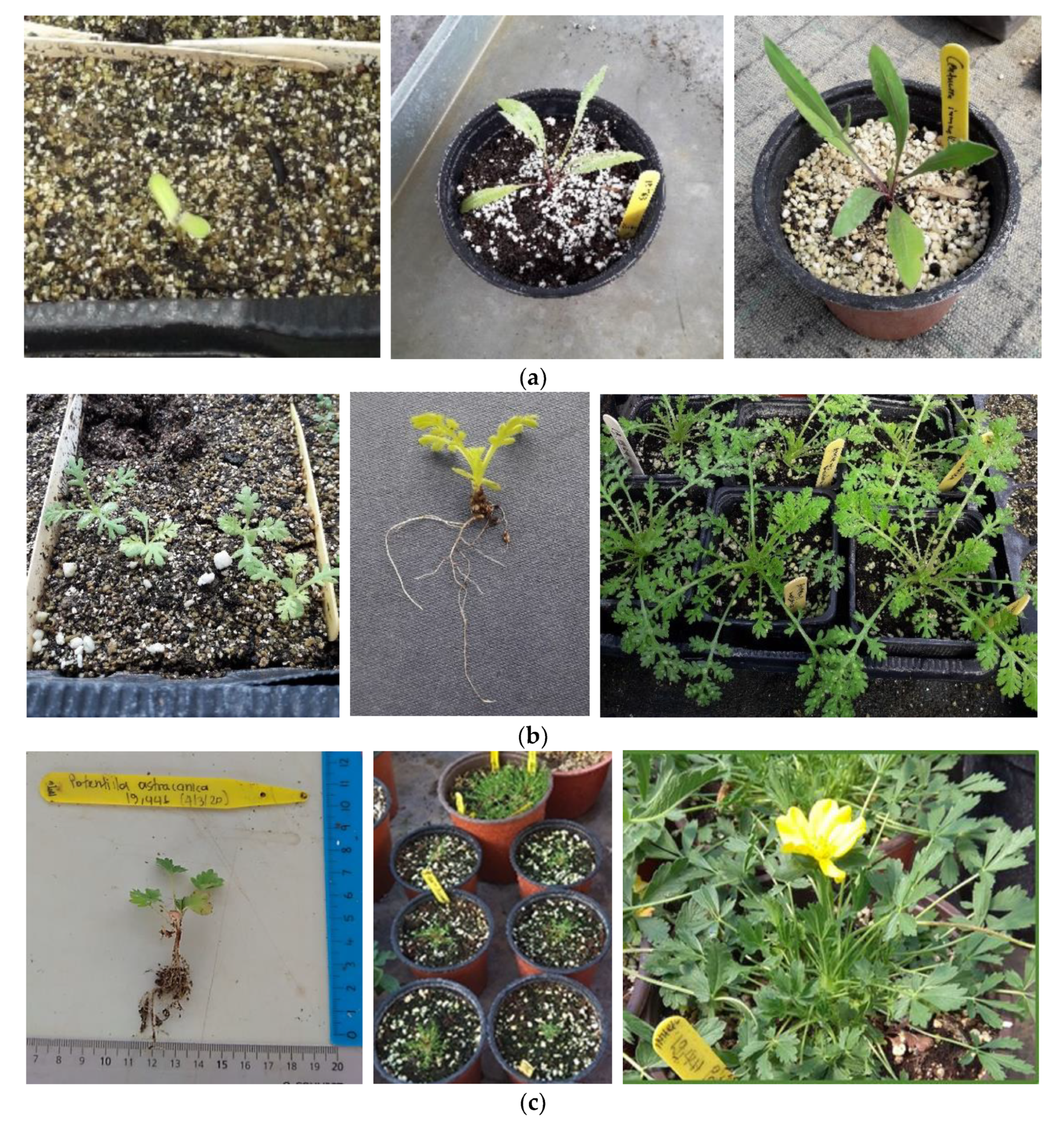 Diversity 14 00570 g007 Diversity 14 00570 g007