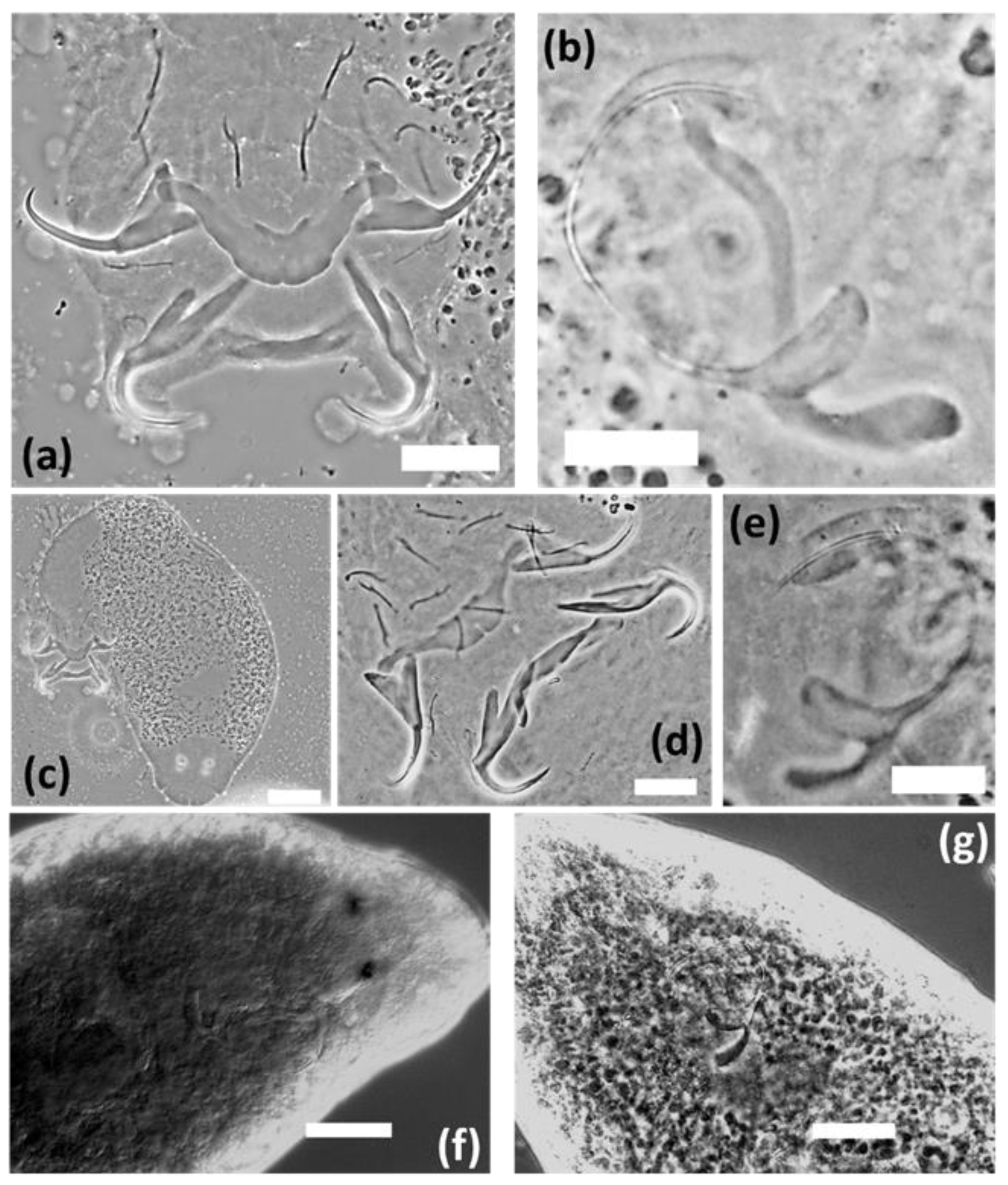 Diversity 14 00580 g001