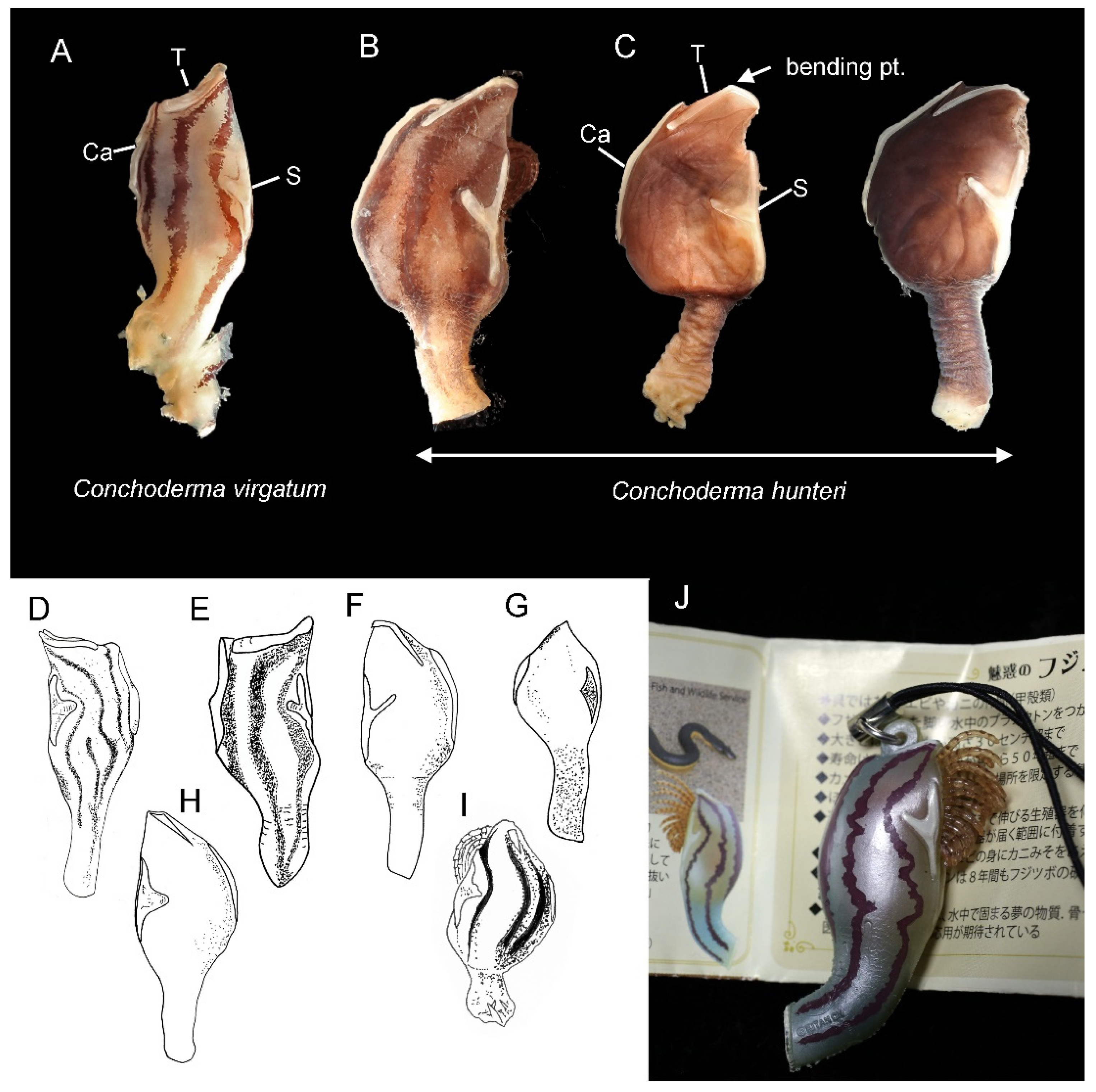 Diversity 14 00593 g001 Diversity 14 00593 g001