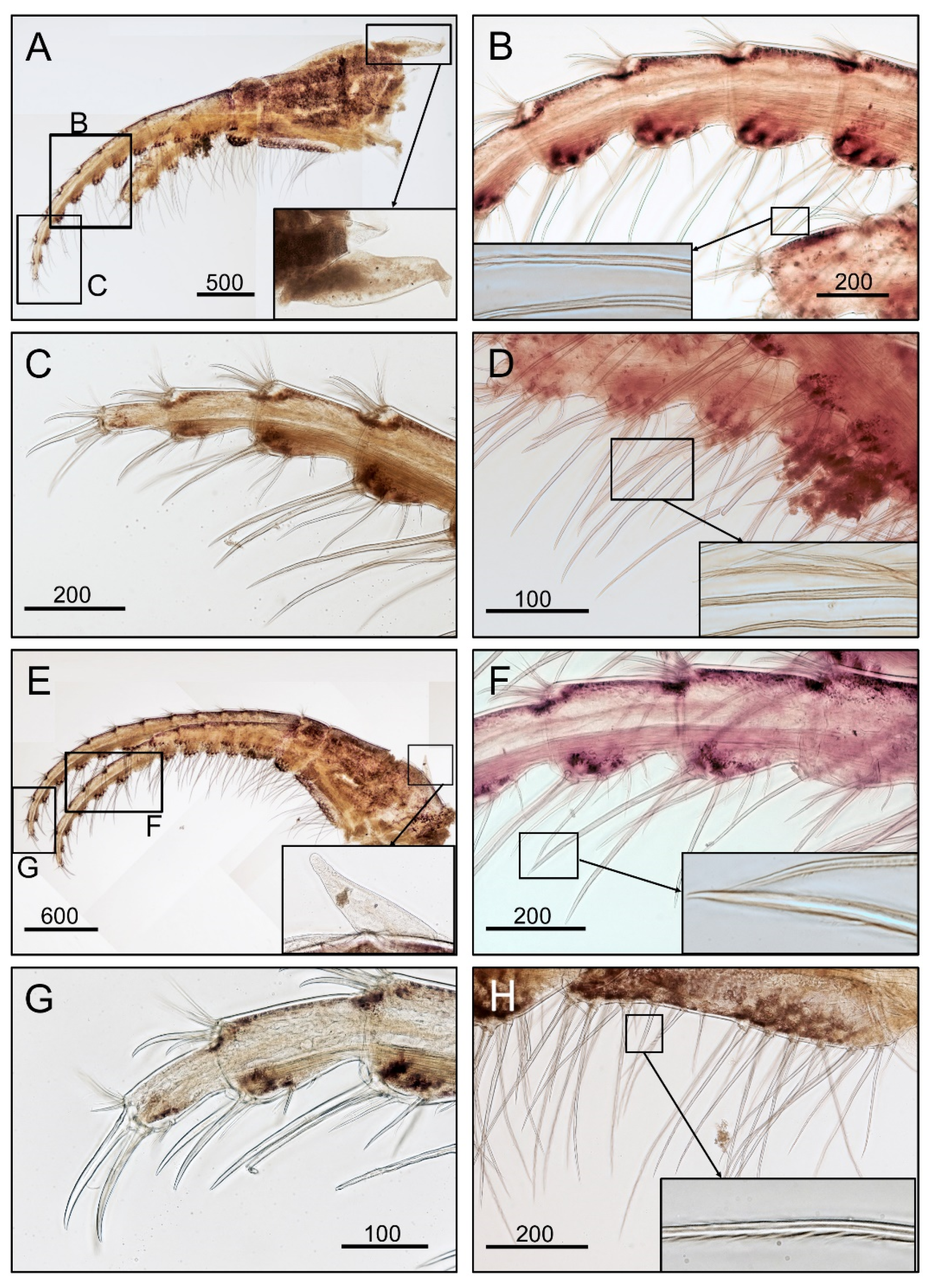 Diversity 14 00593 g003 Diversity 14 00593 g003