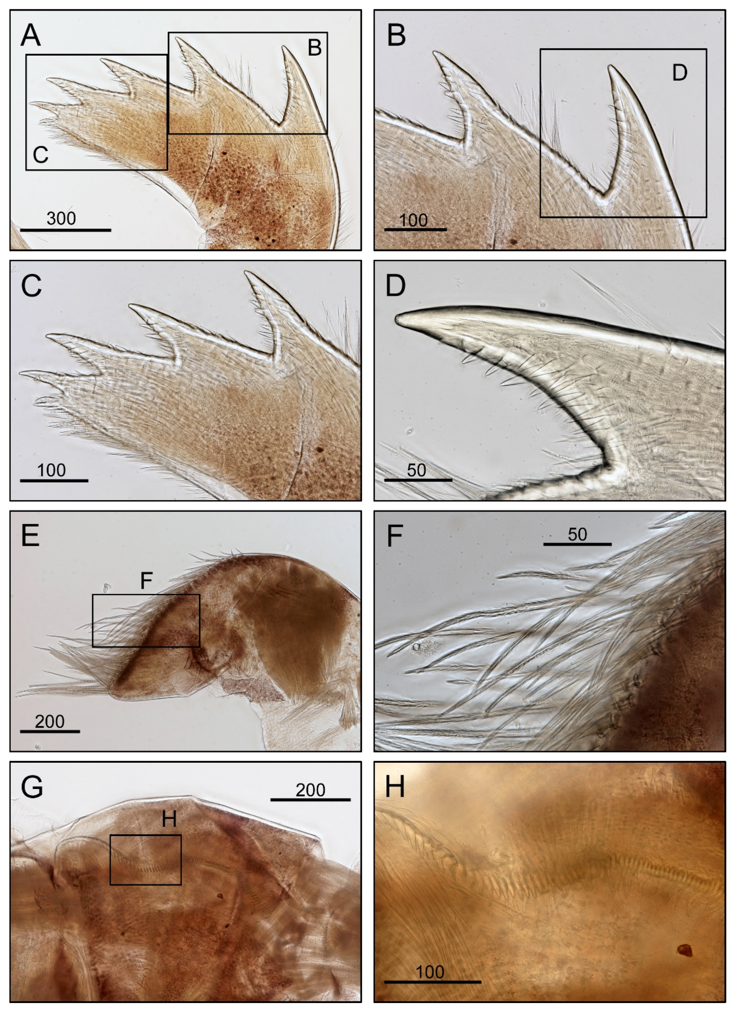Diversity 14 00593 g006 Diversity 14 00593 g006