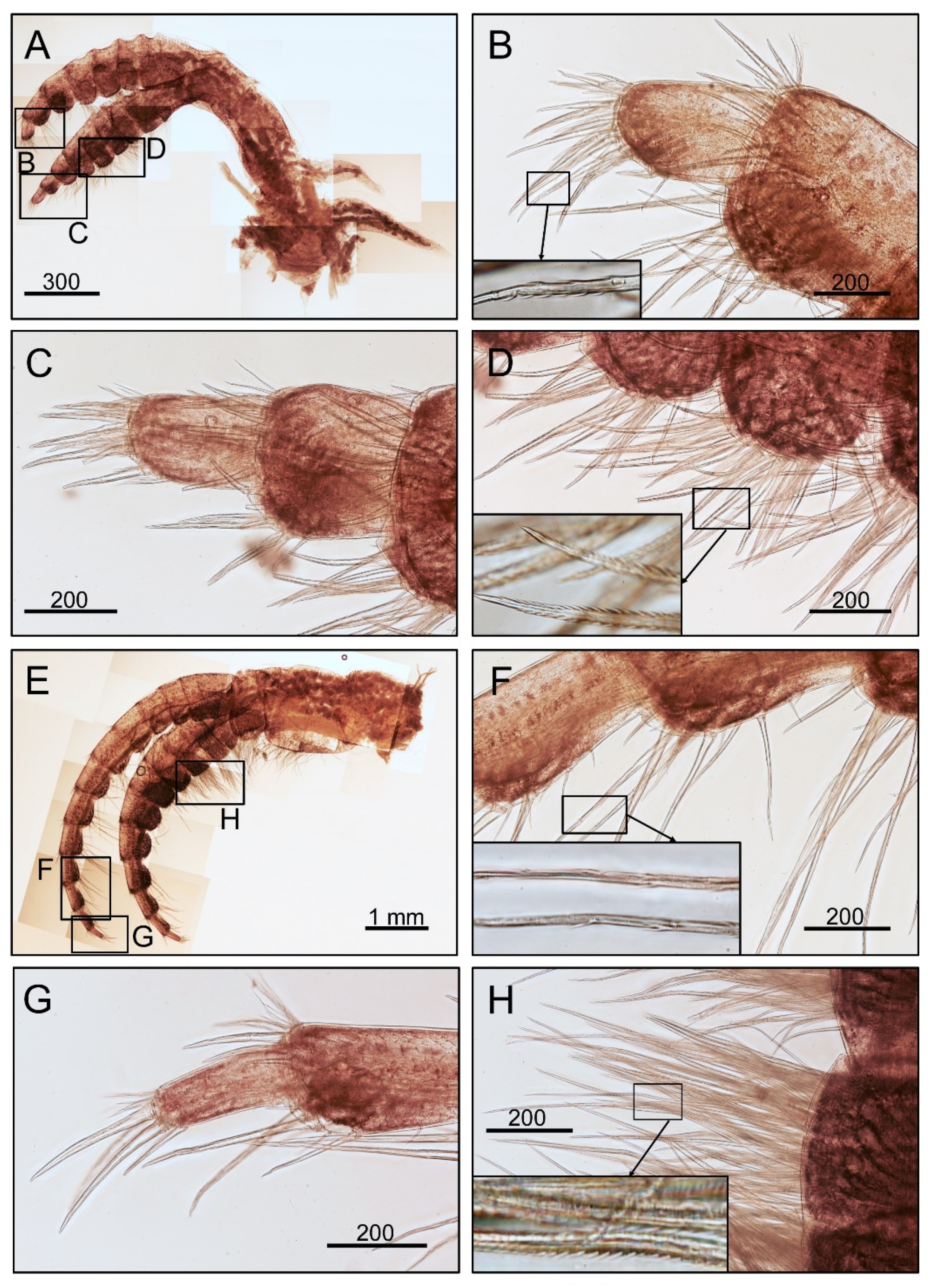 Diversity 14 00593 g007 Diversity 14 00593 g007