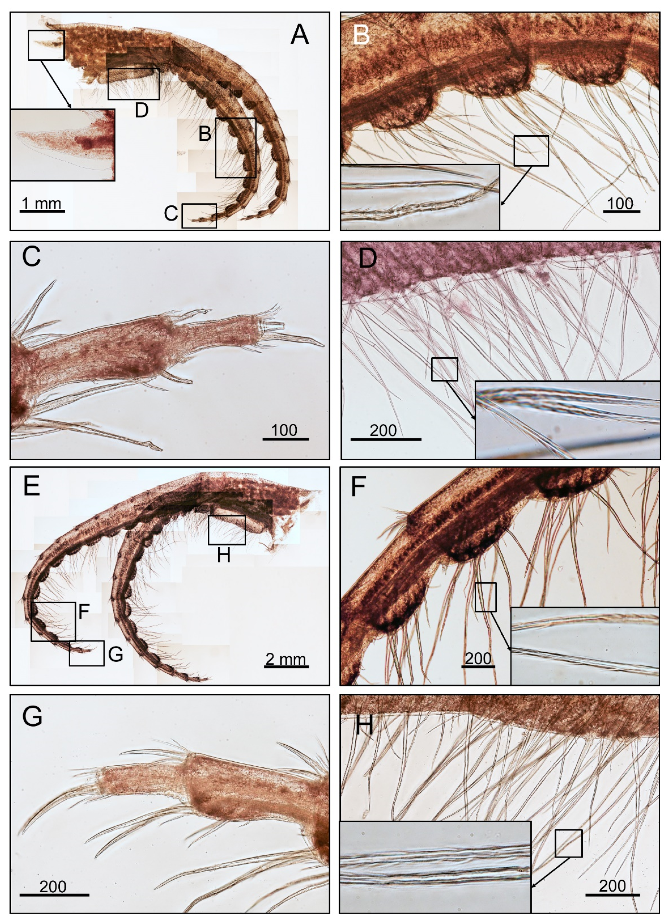 Diversity 14 00593 g008 Diversity 14 00593 g008