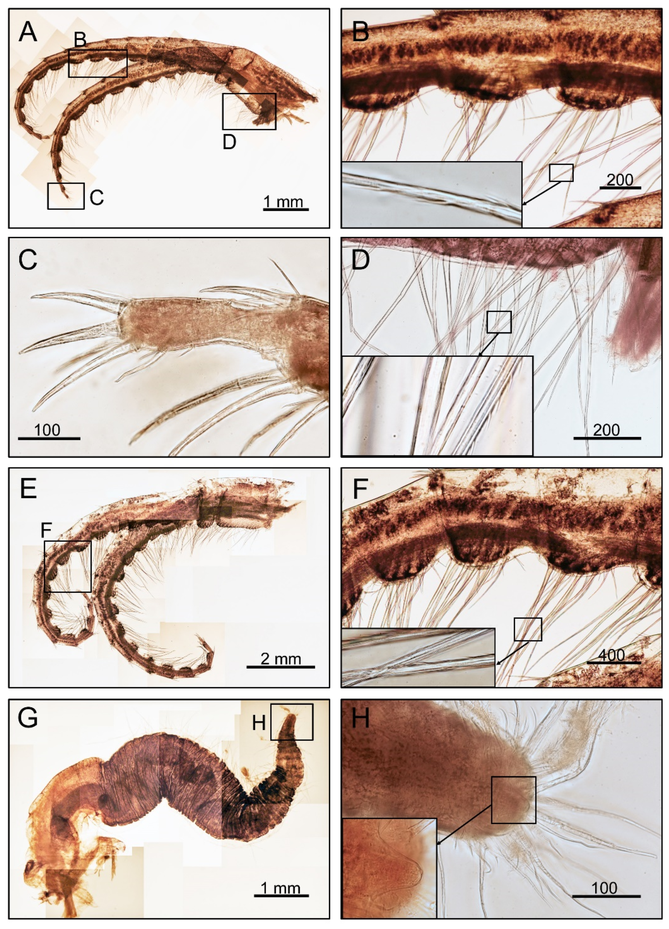 Diversity 14 00593 g009 Diversity 14 00593 g009
