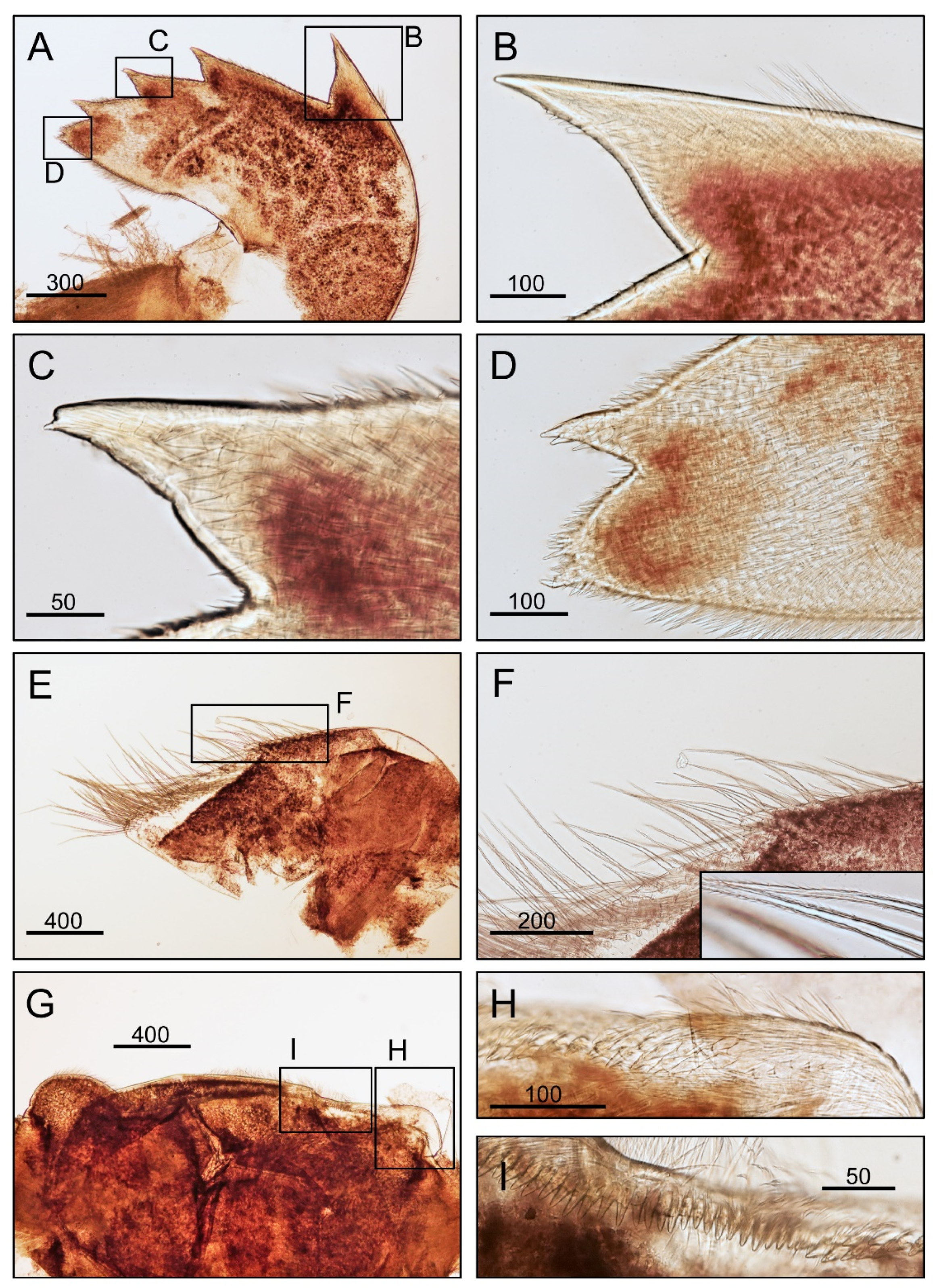 Diversity 14 00593 g011 Diversity 14 00593 g011