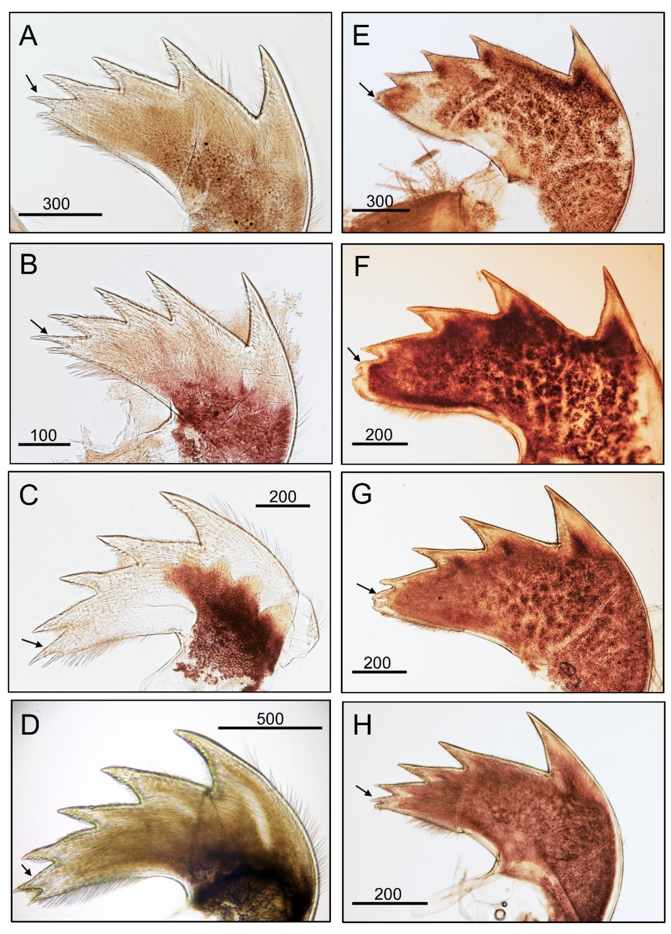 Diversity 14 00593 g012 Diversity 14 00593 g012