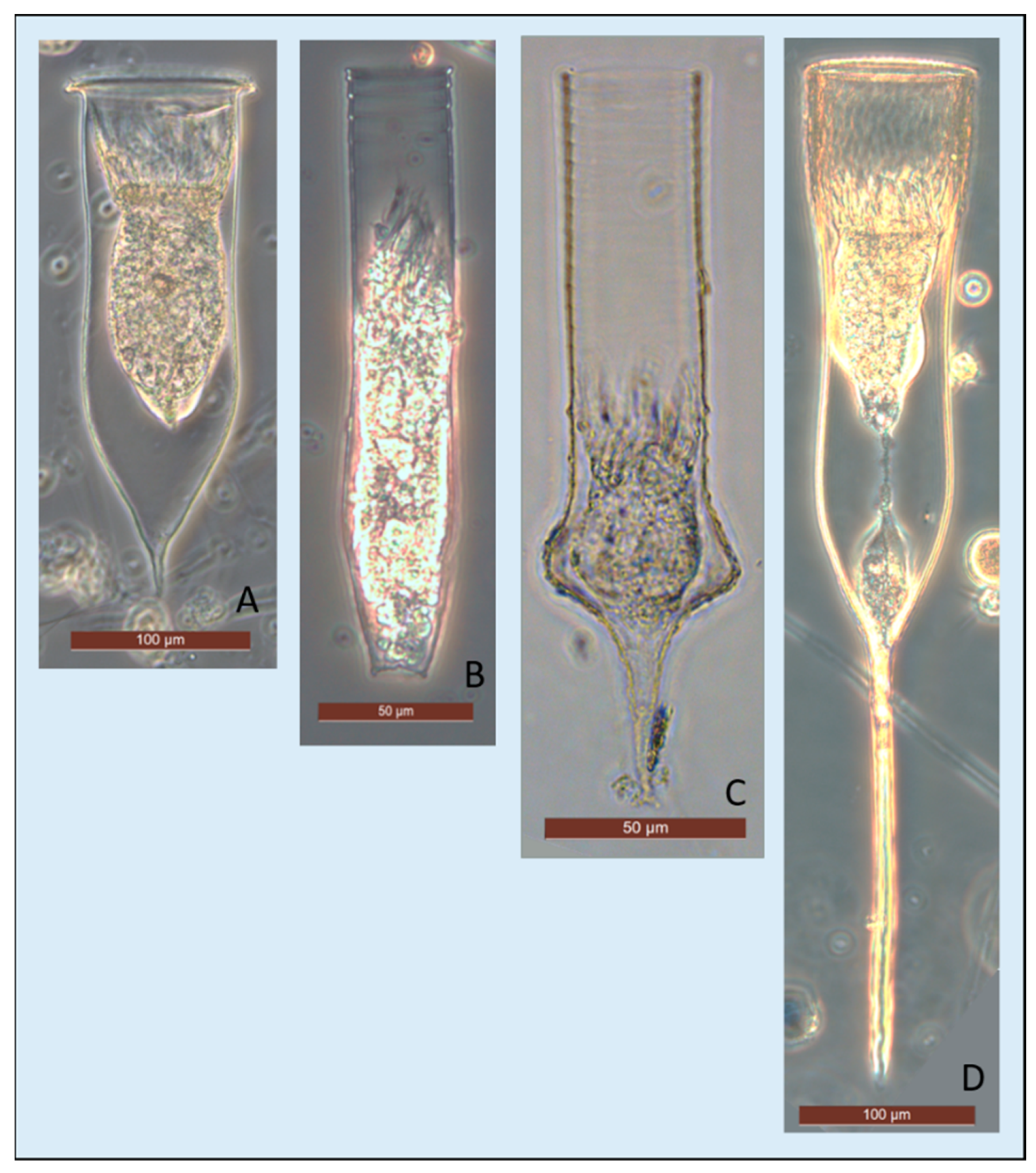 Diversity 14 00604 g005