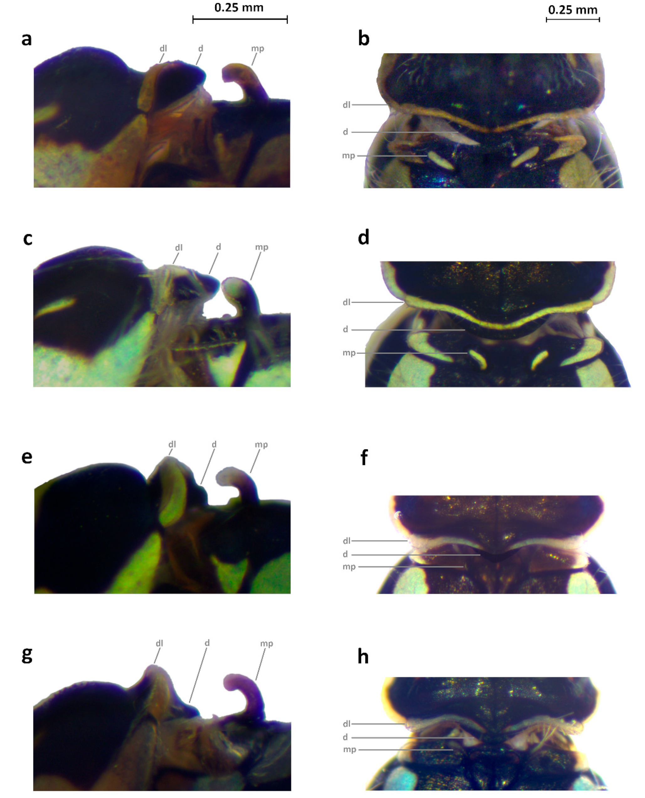 Diversity 14 00606 g005