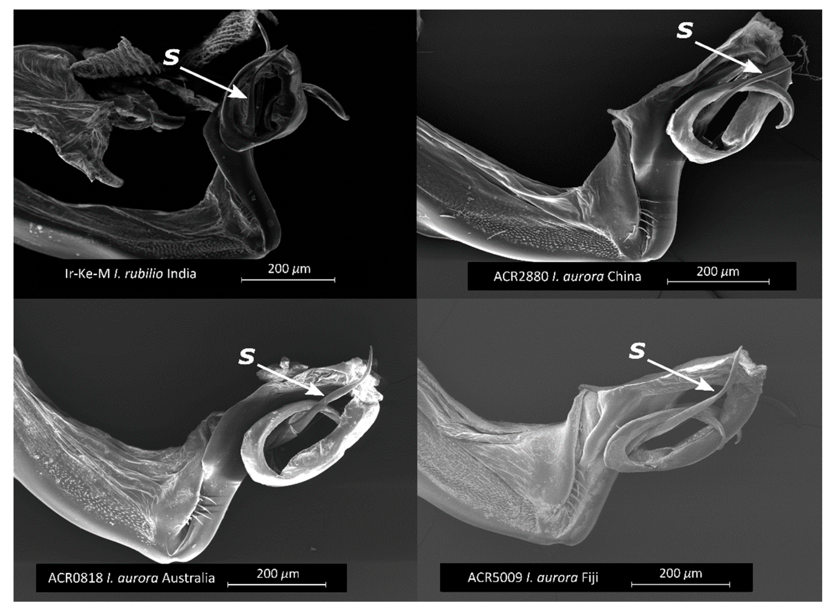 Diversity 14 00606 g009