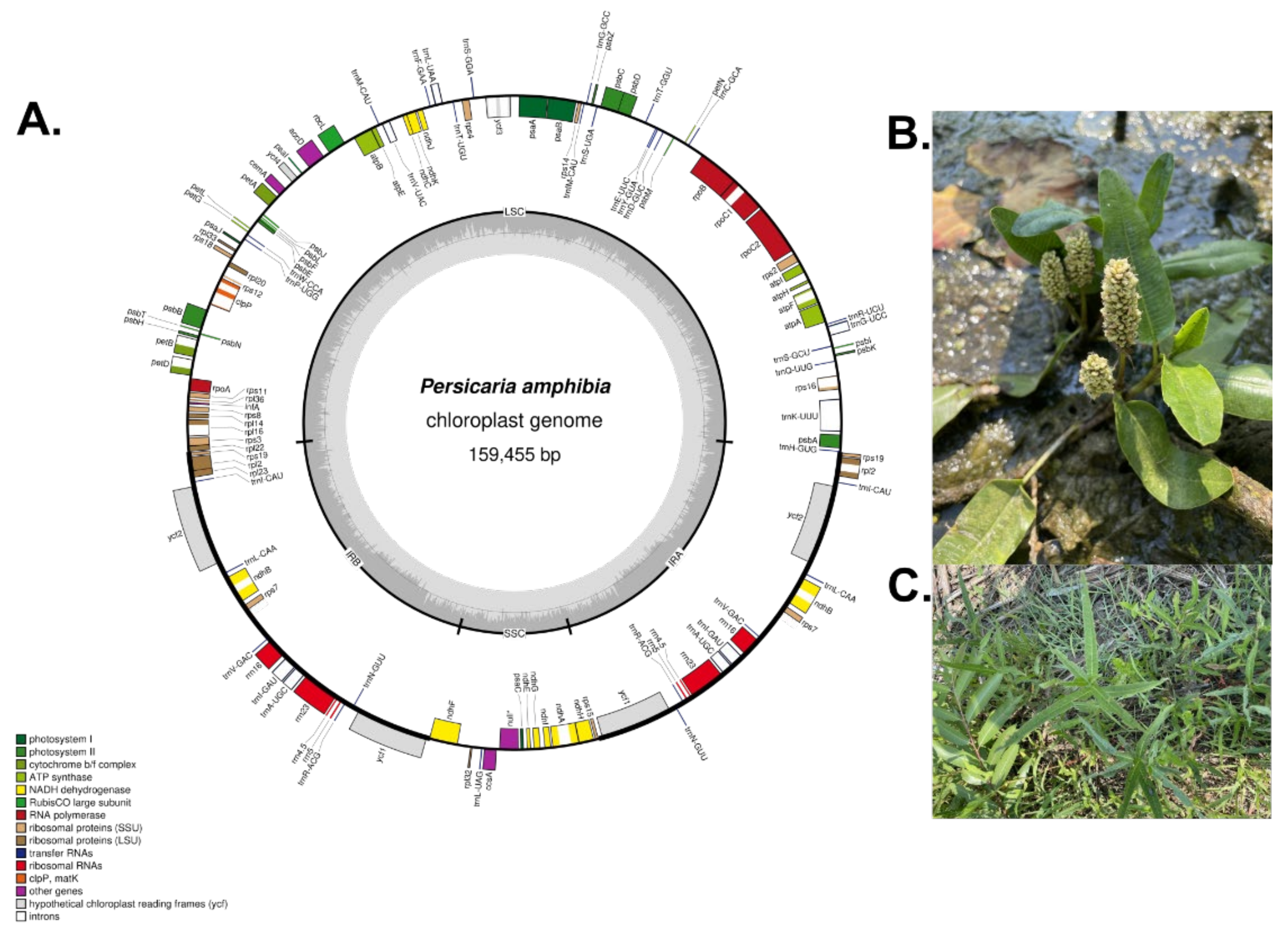 Diversity 14 00641 g001
