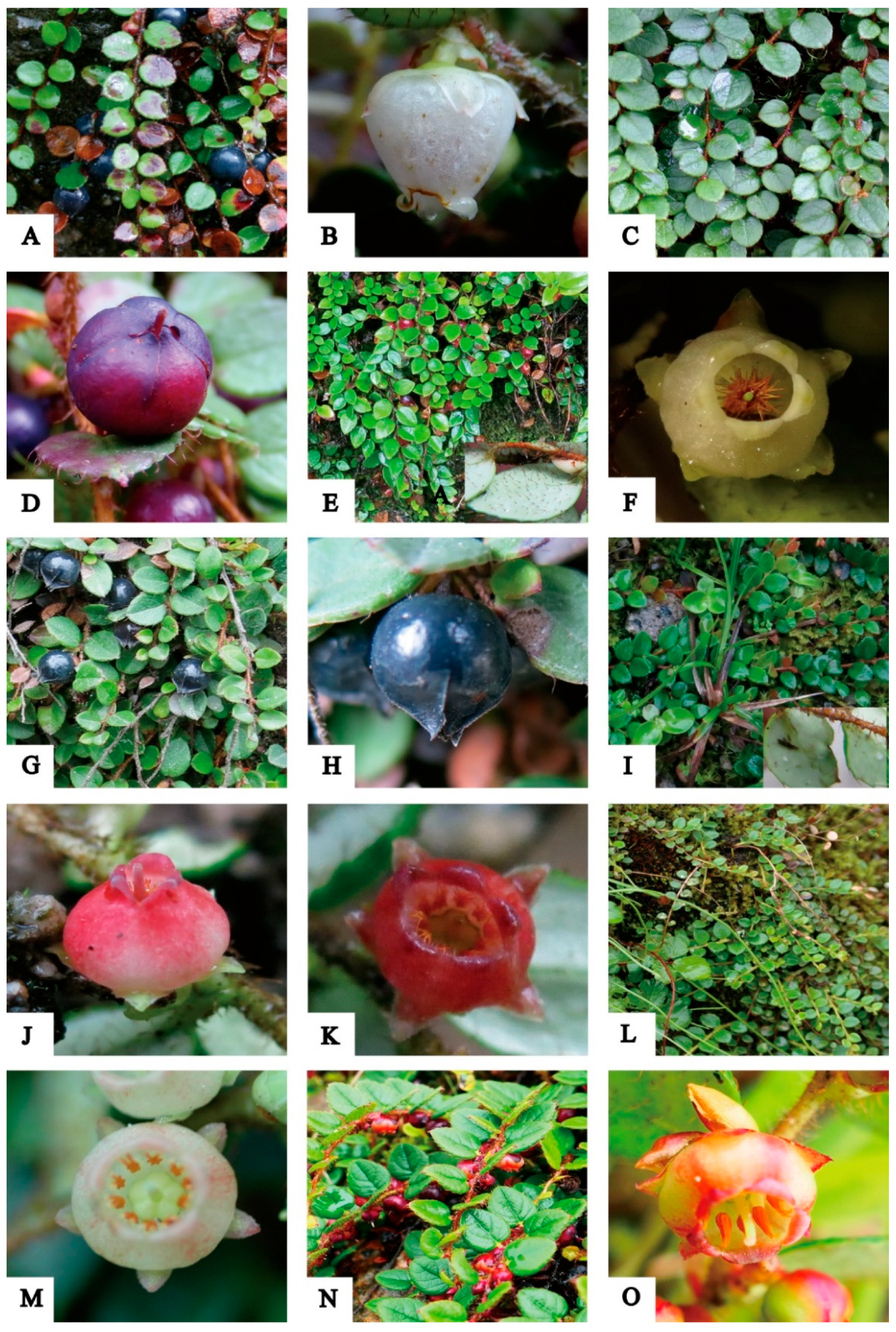 Diversity 14 00652 g001