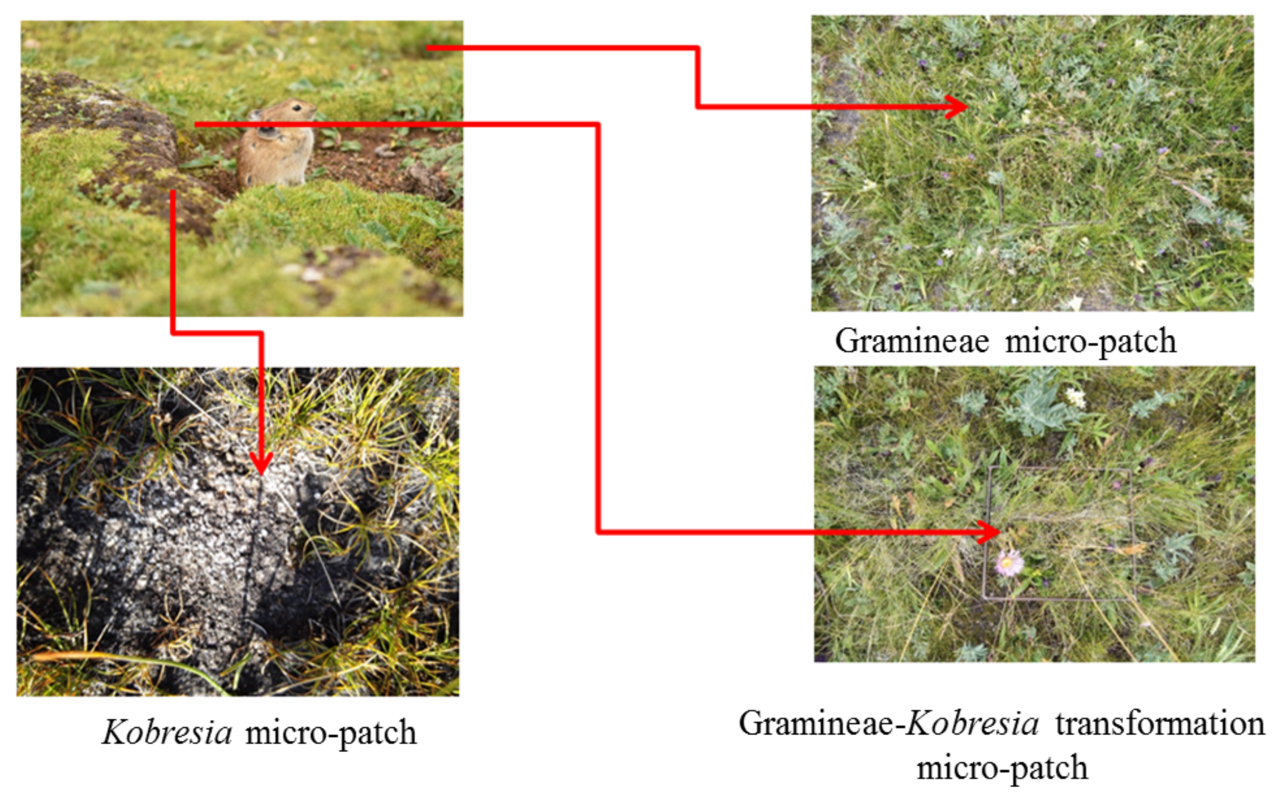 Diversity 14 00656 g002