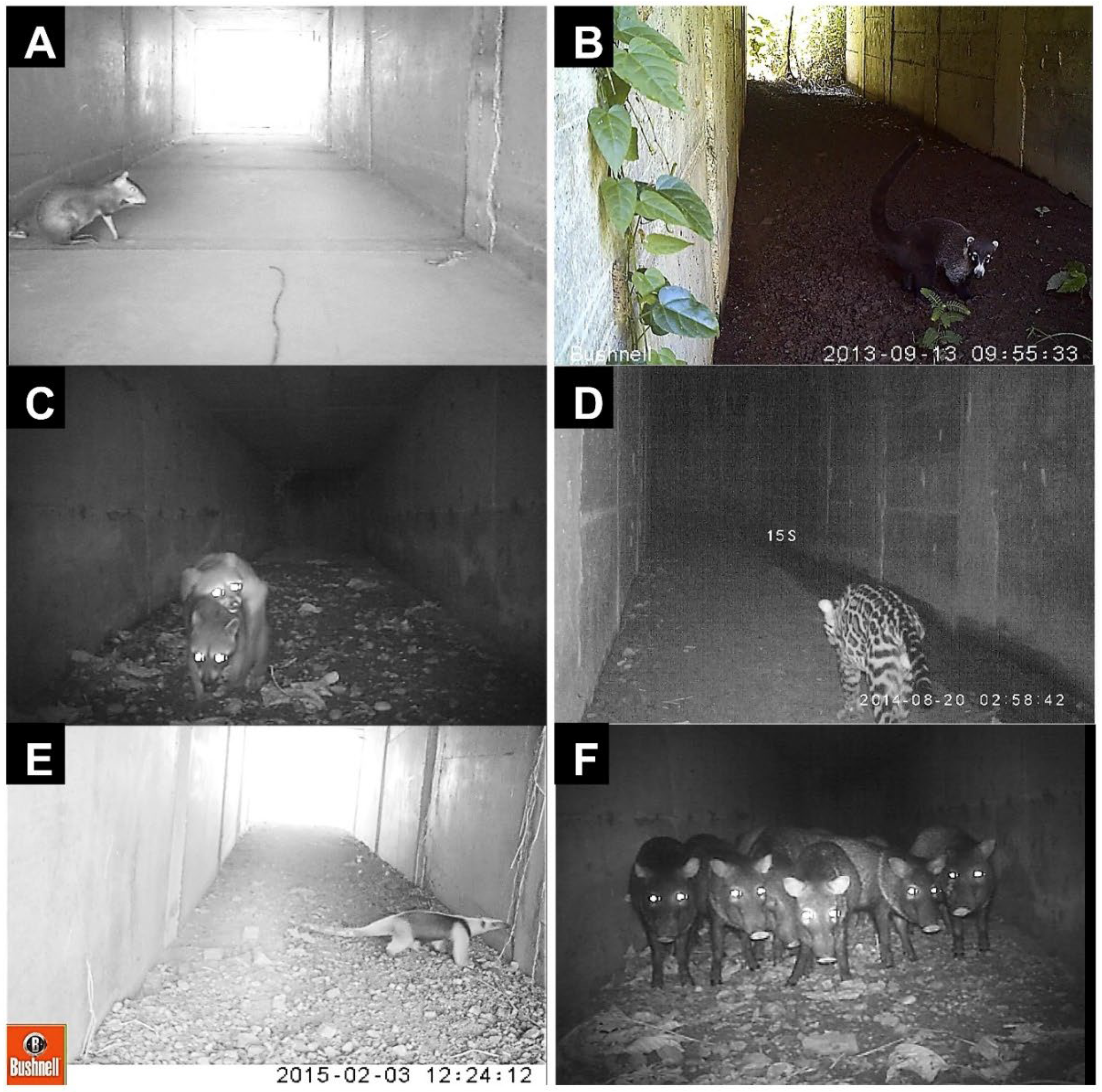 Diversity 14 00665 g006 Diversity 14 00665 g006