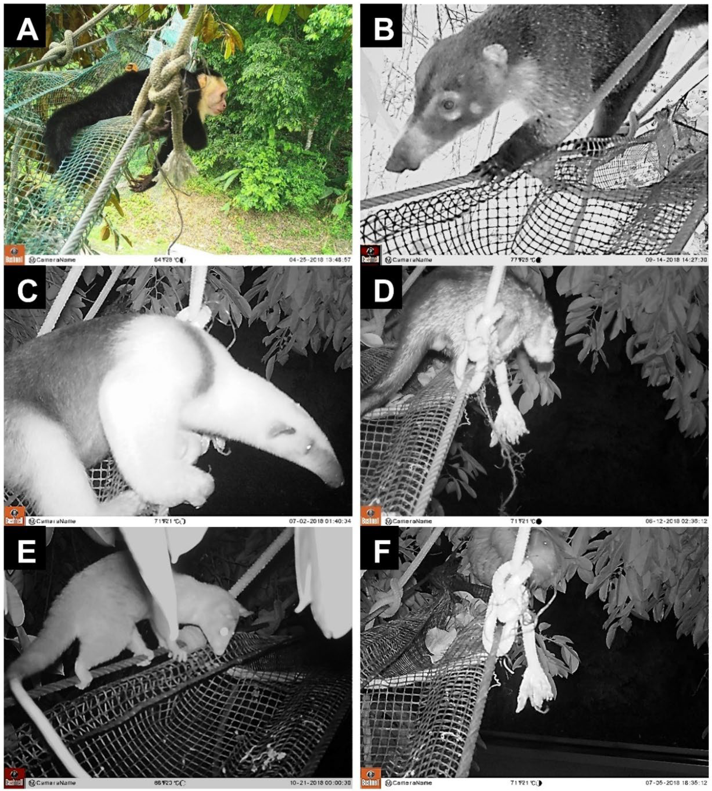 Diversity 14 00665 g007 Diversity 14 00665 g007