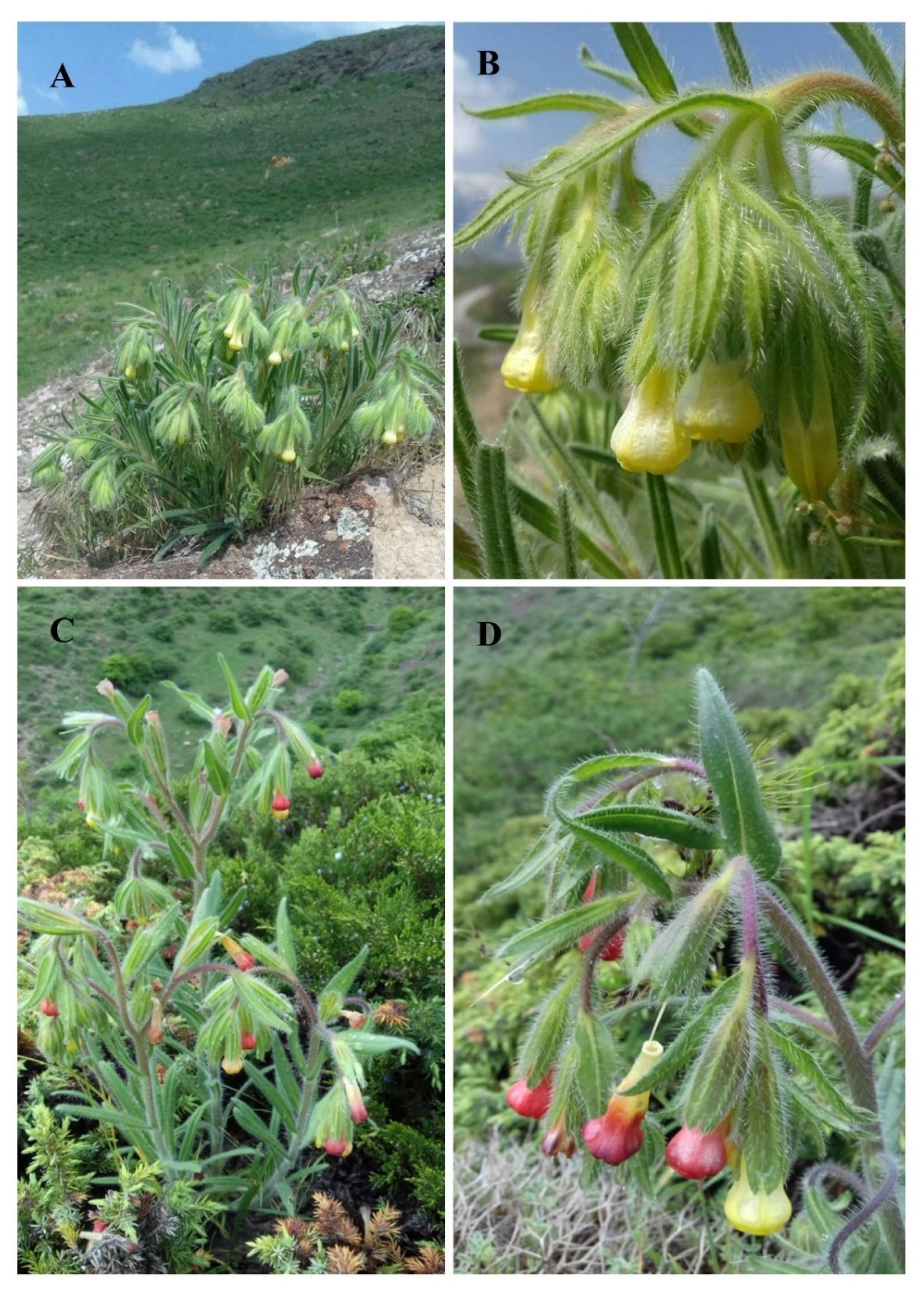 Diversity 14 00671 g002