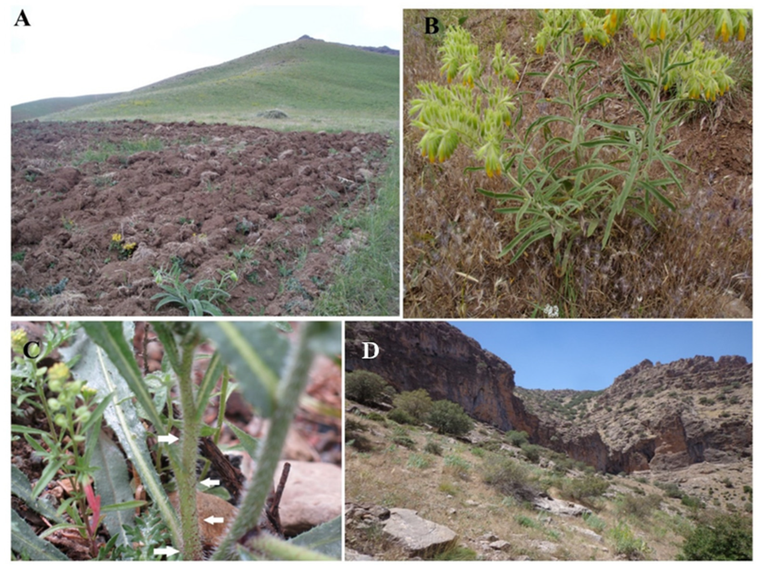 Diversity 14 00671 g004