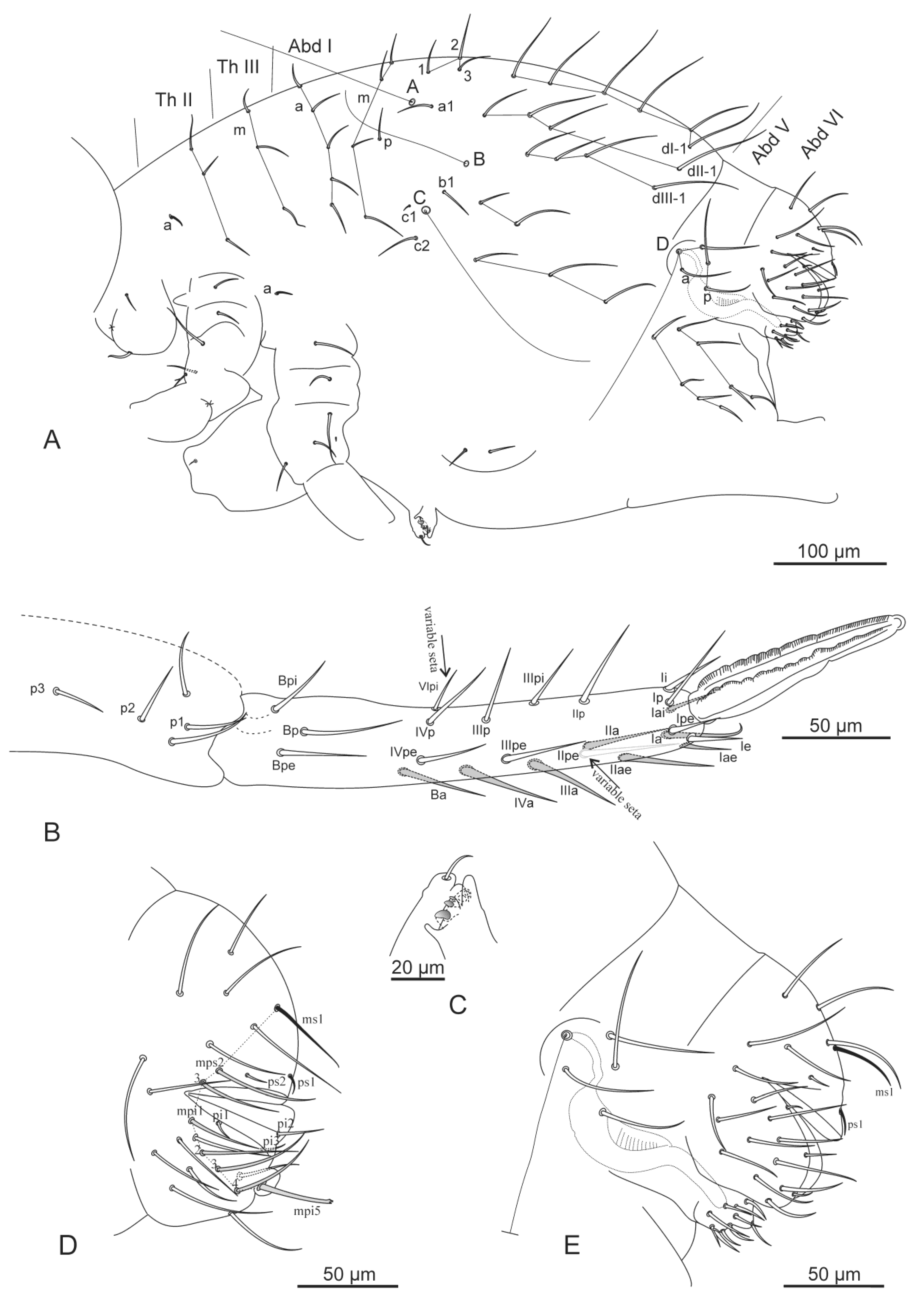 Diversity 14 00678 g004 Diversity 14 00678 g004
