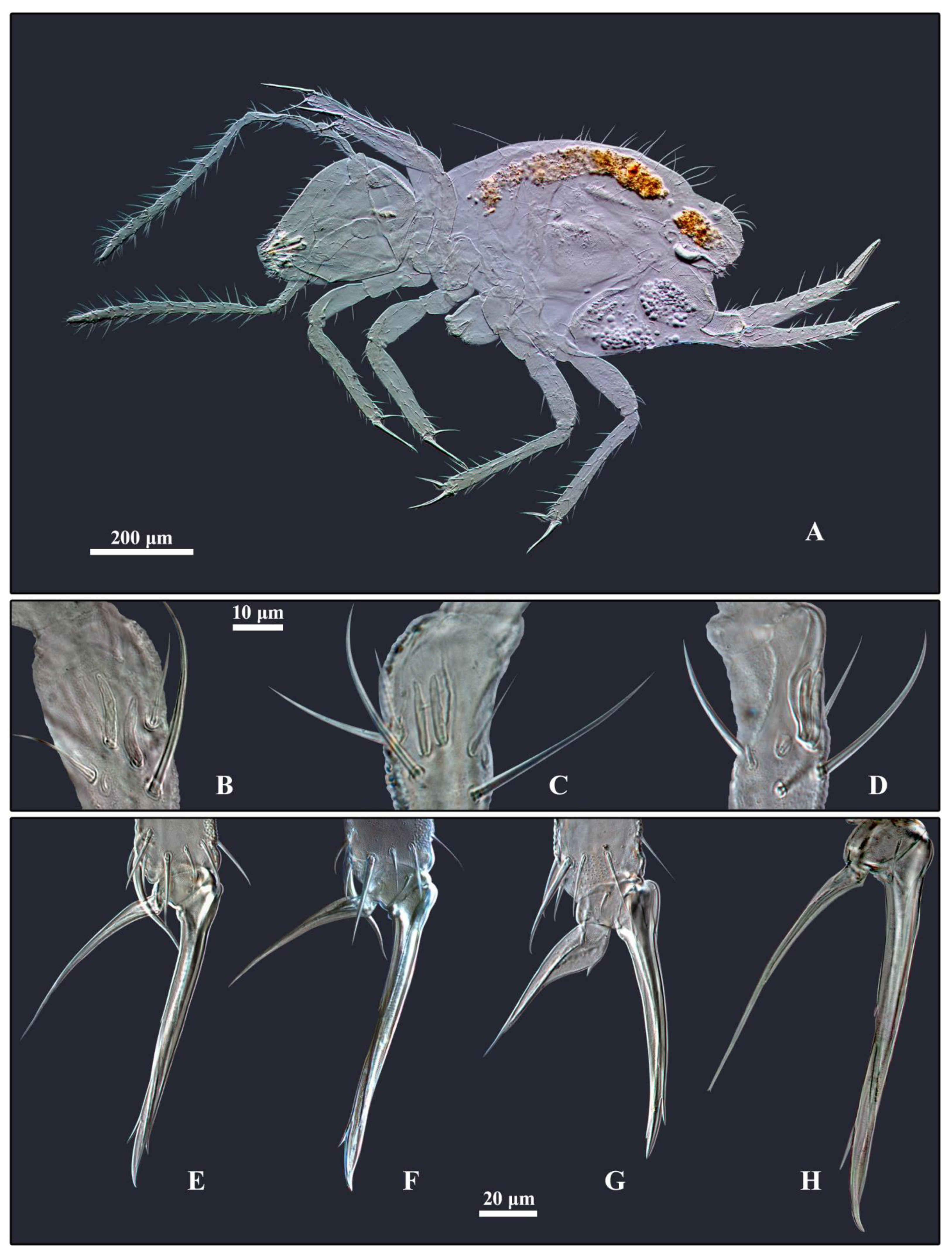 Diversity 14 00678 g005 Diversity 14 00678 g005