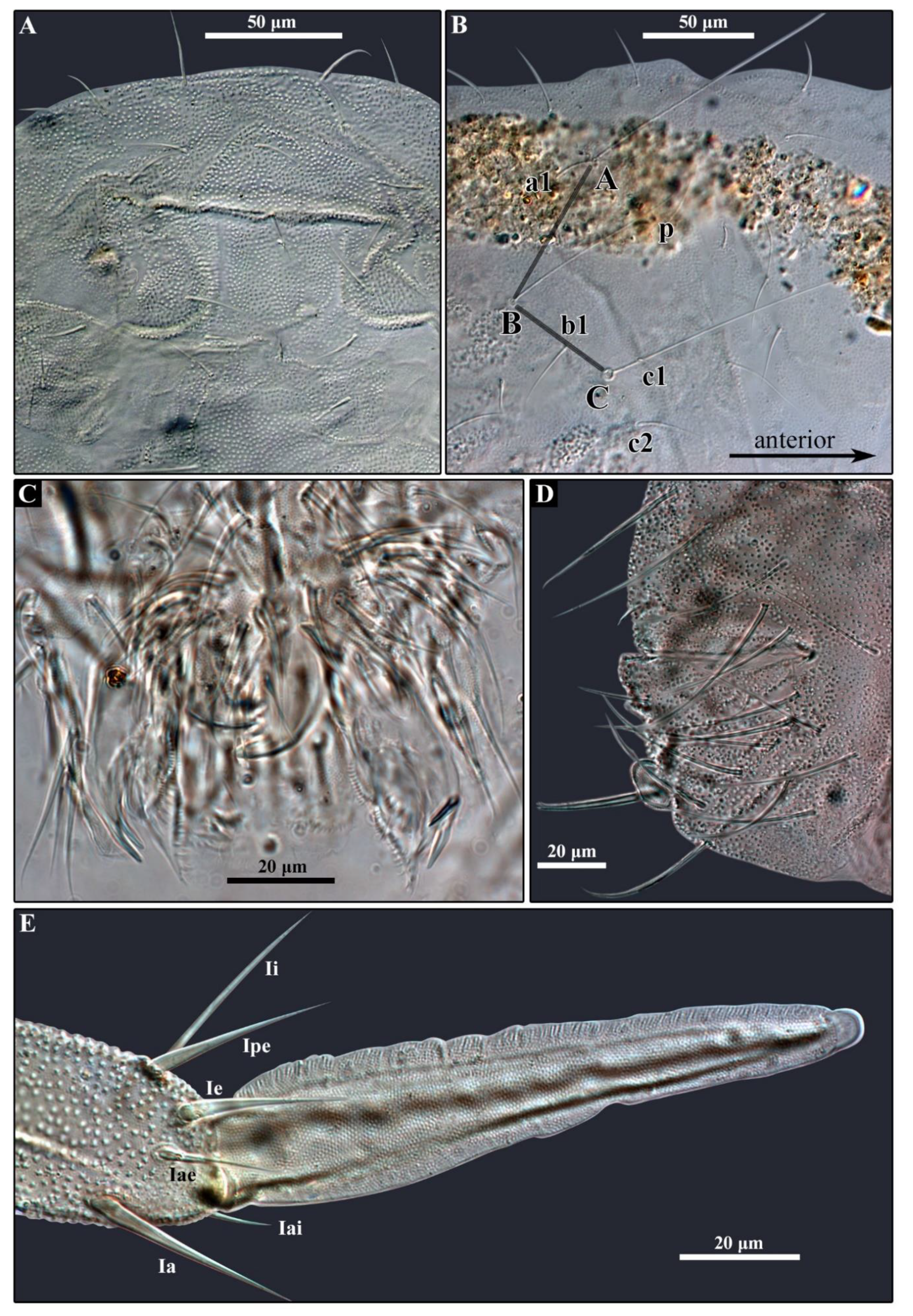 Diversity 14 00678 g006 Diversity 14 00678 g006