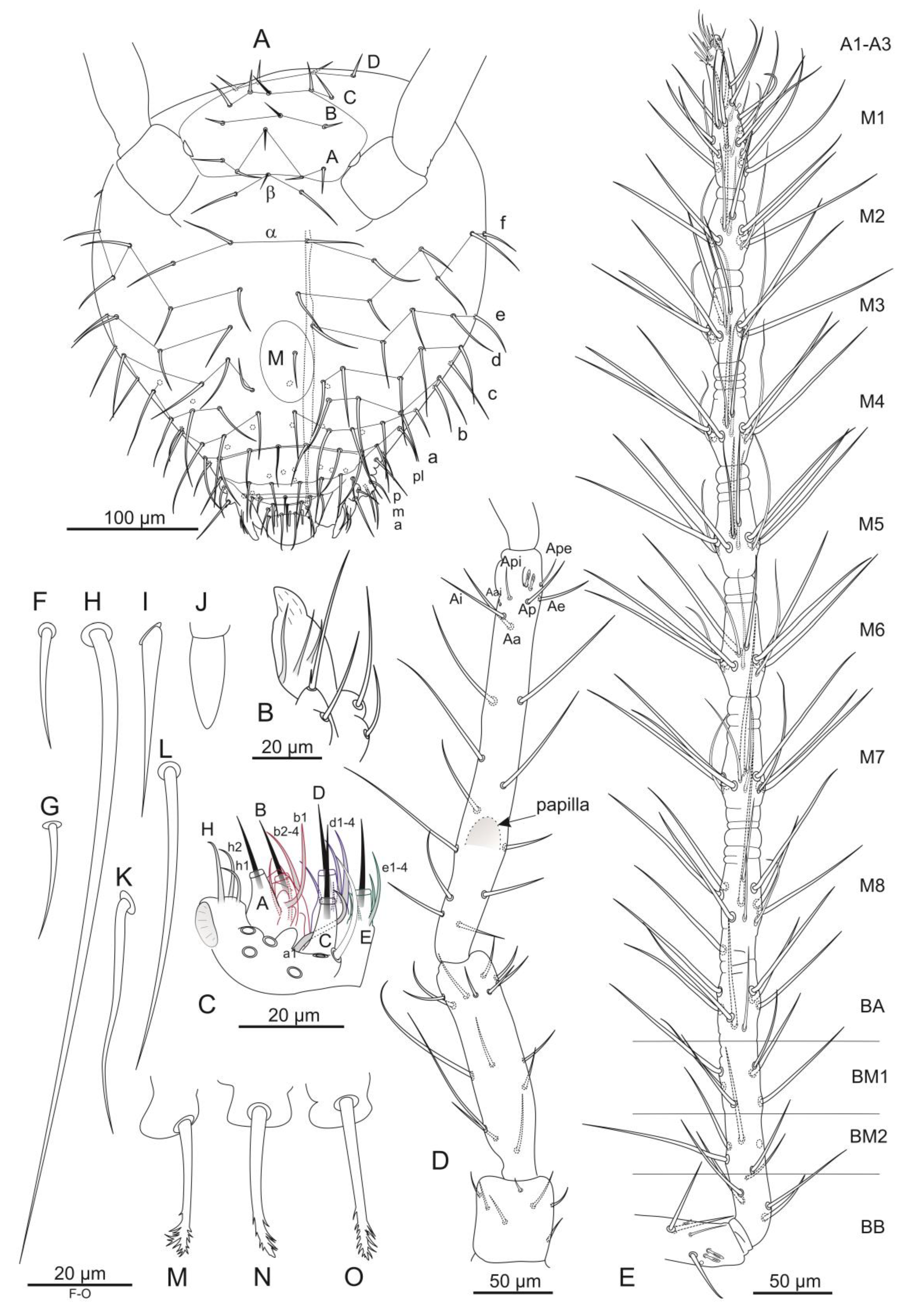 Diversity 14 00678 g007 Diversity 14 00678 g007