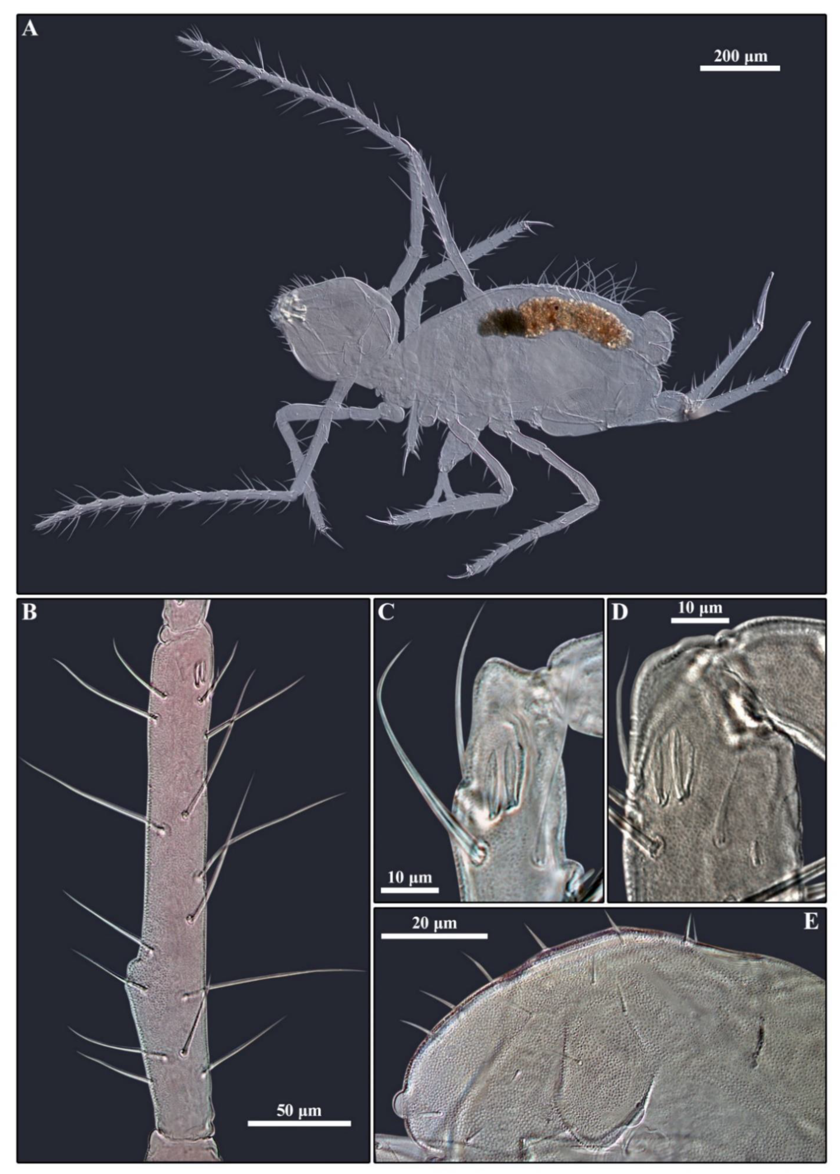 Diversity 14 00678 g010 Diversity 14 00678 g010
