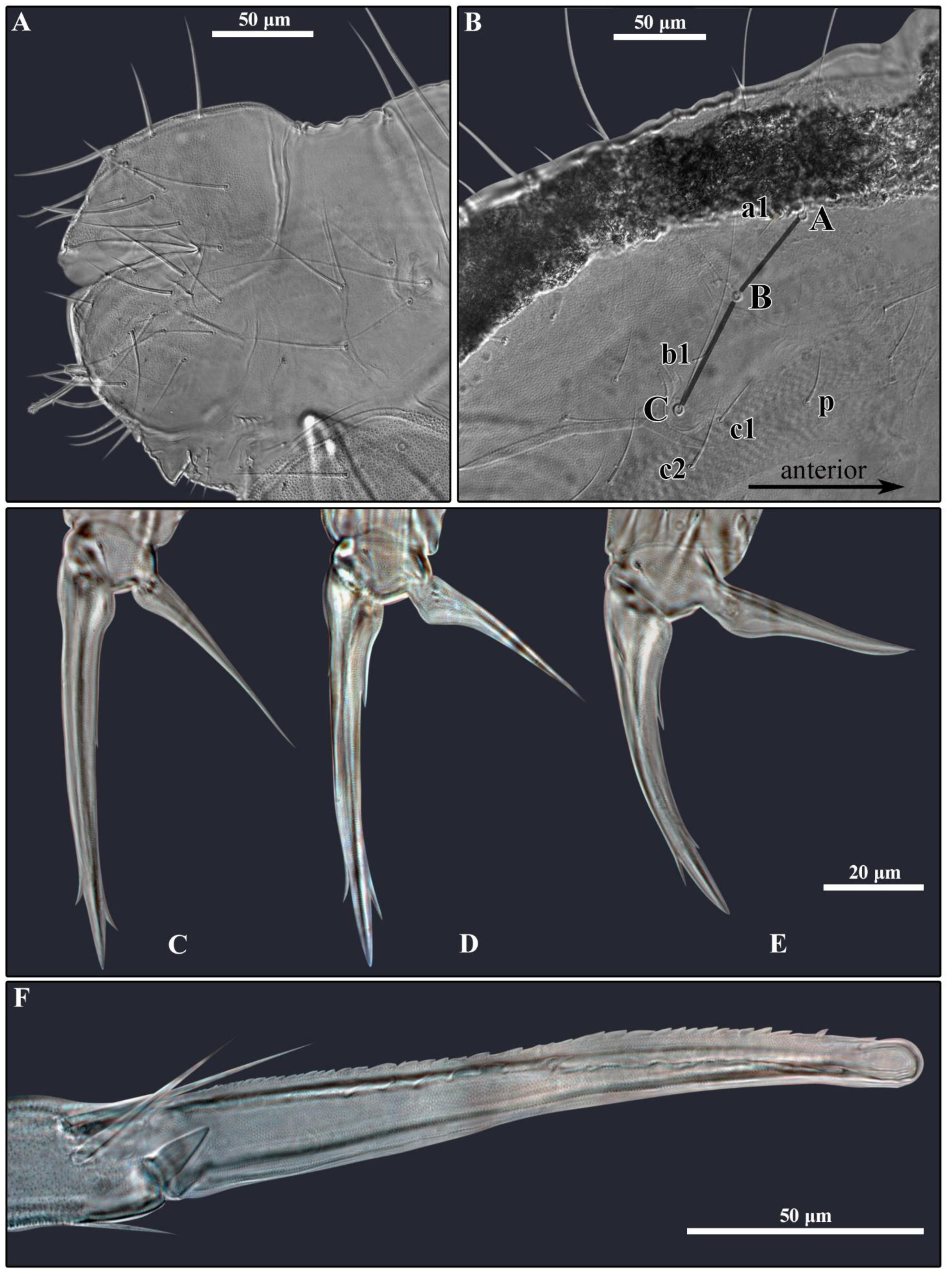 Diversity 14 00678 g011 Diversity 14 00678 g011