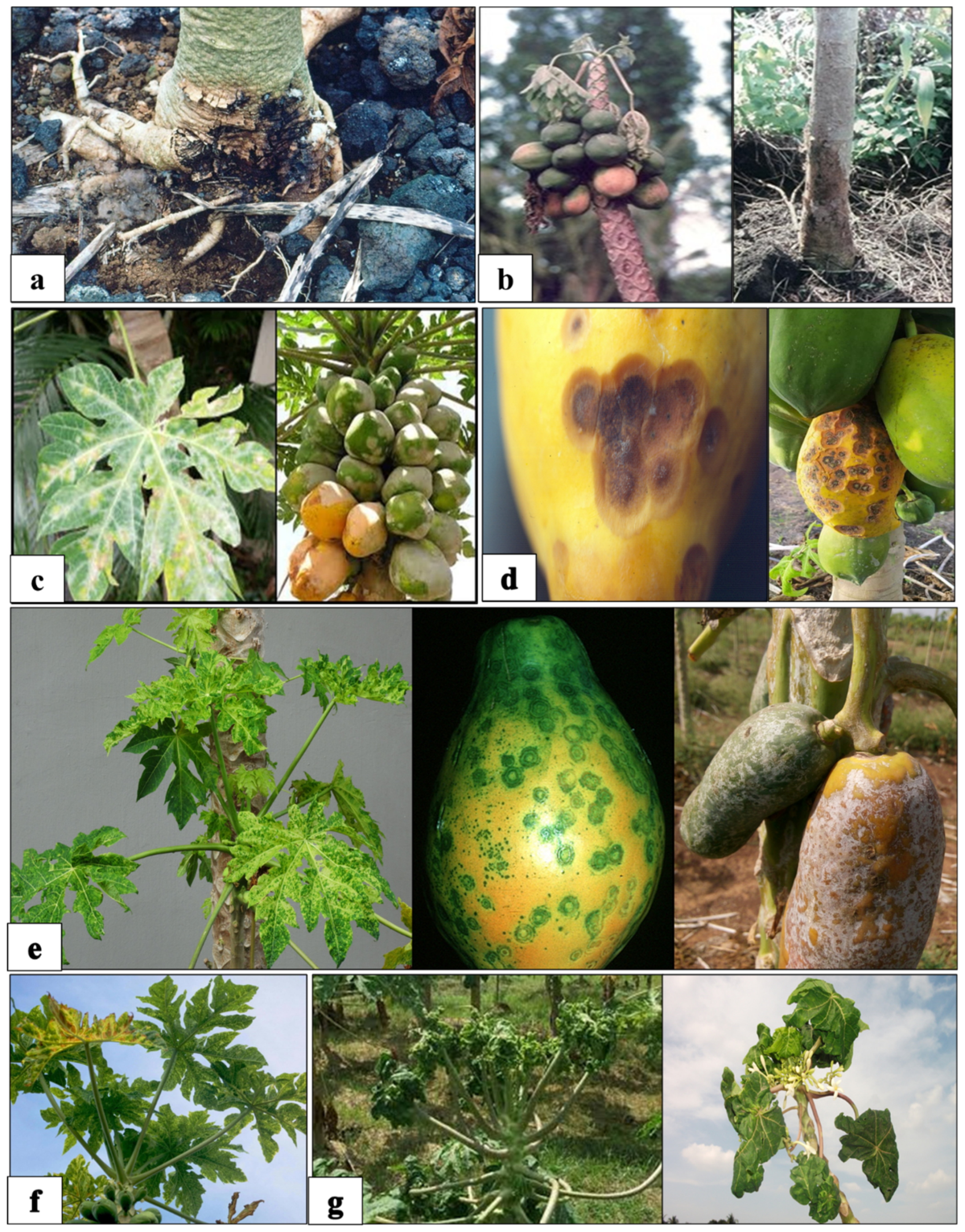 Diversity 14 00683 g003