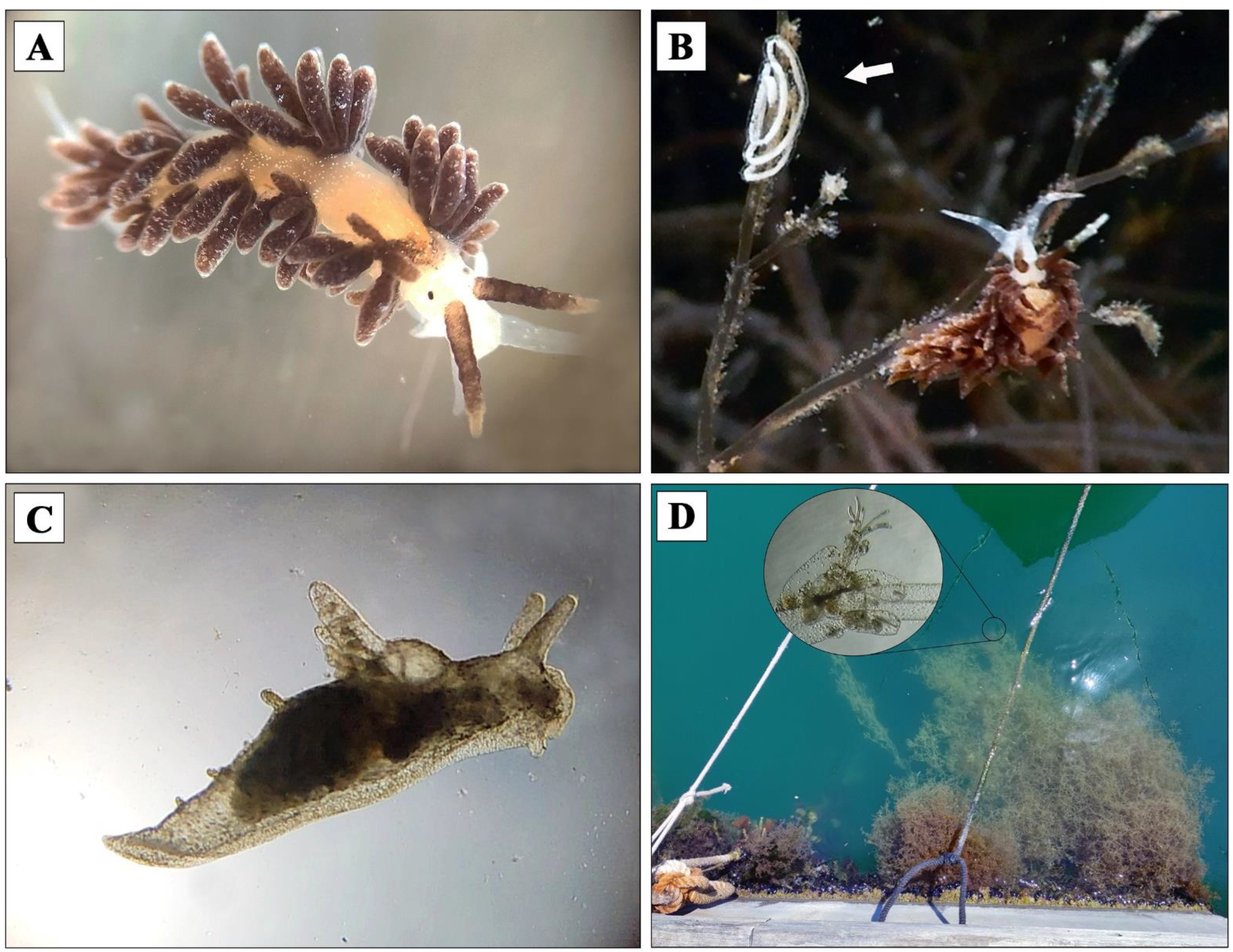 Diversity 14 00687 g002