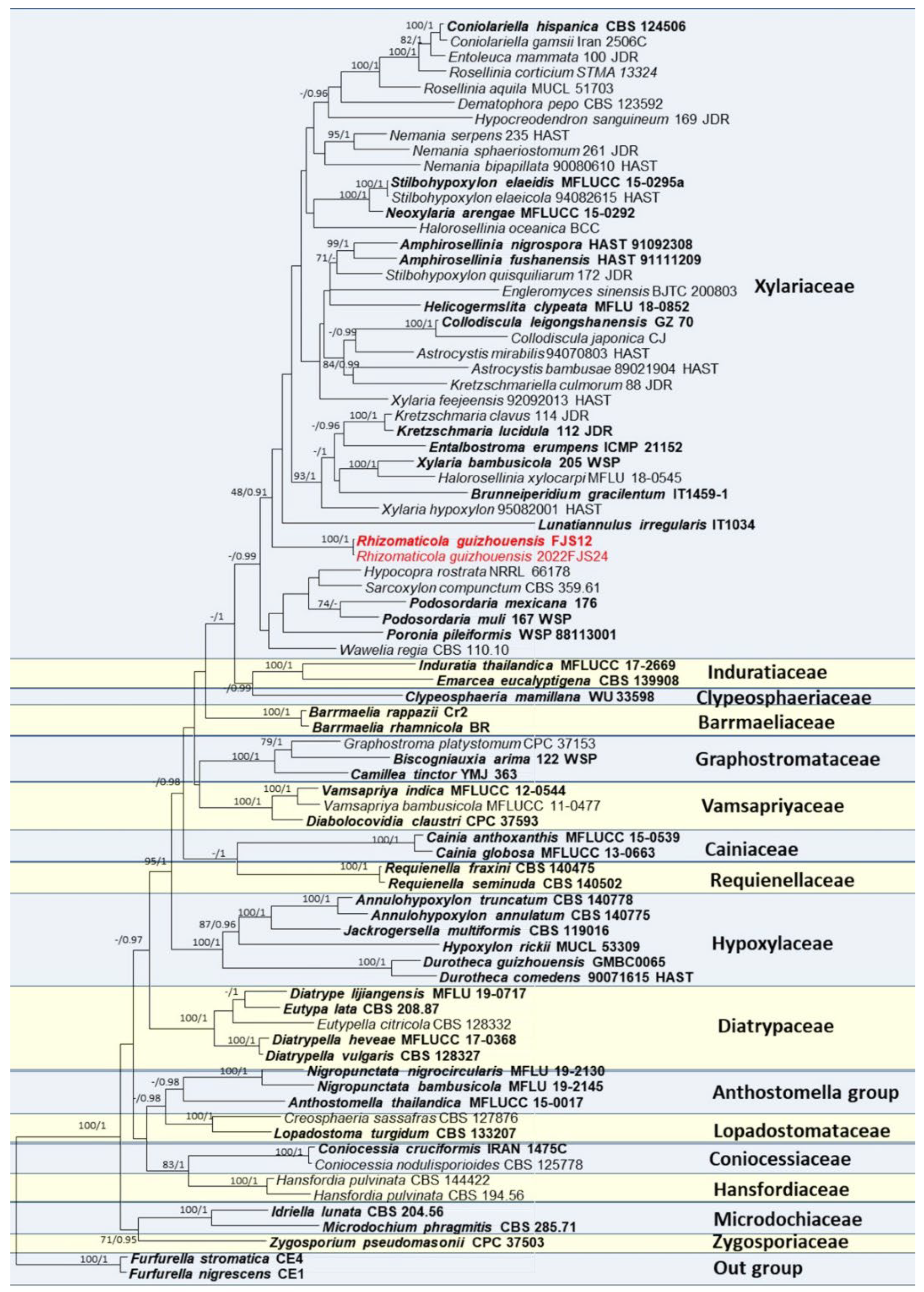 Diversity 14 00703 g001
