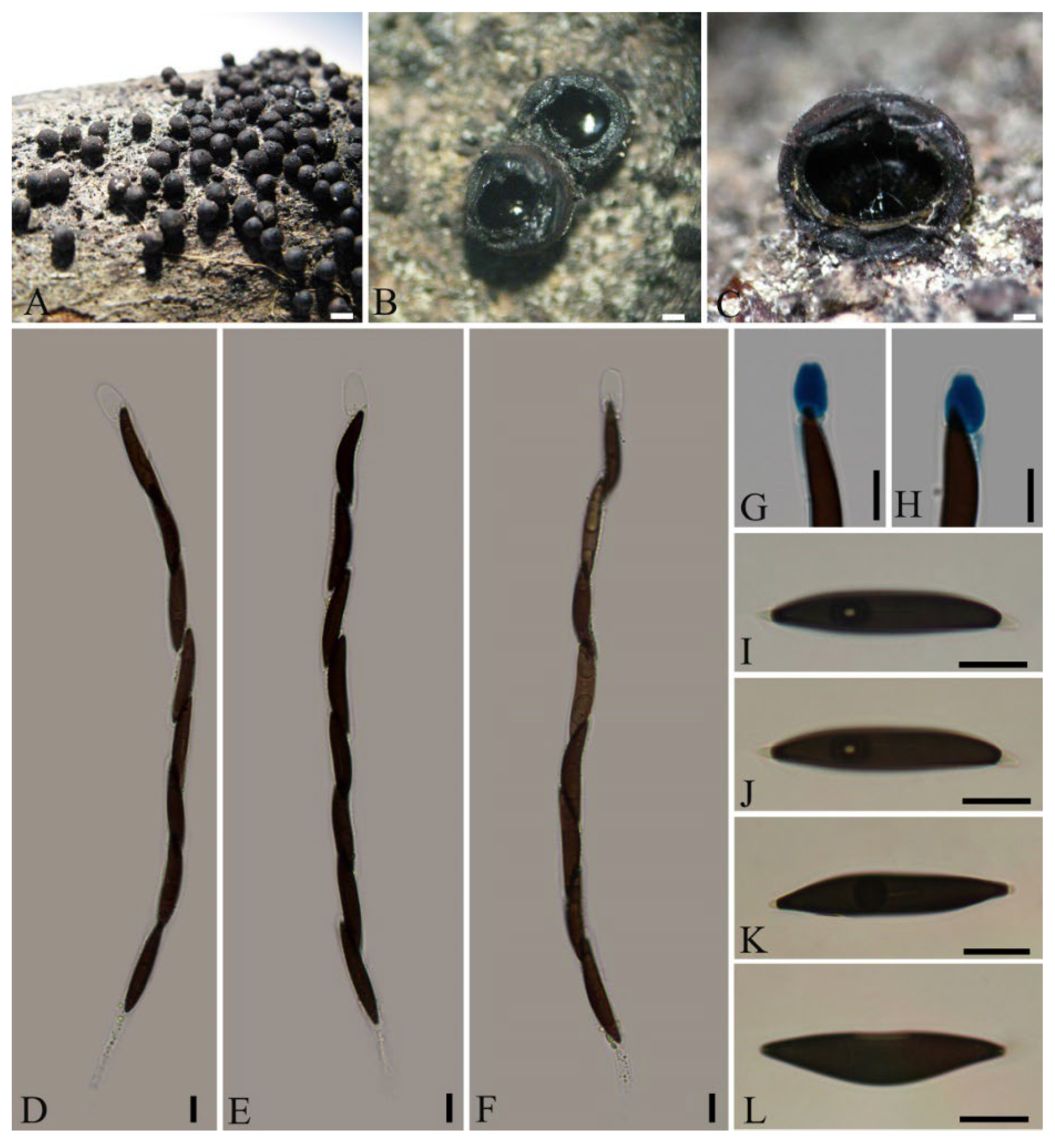 Diversity 14 00703 g004