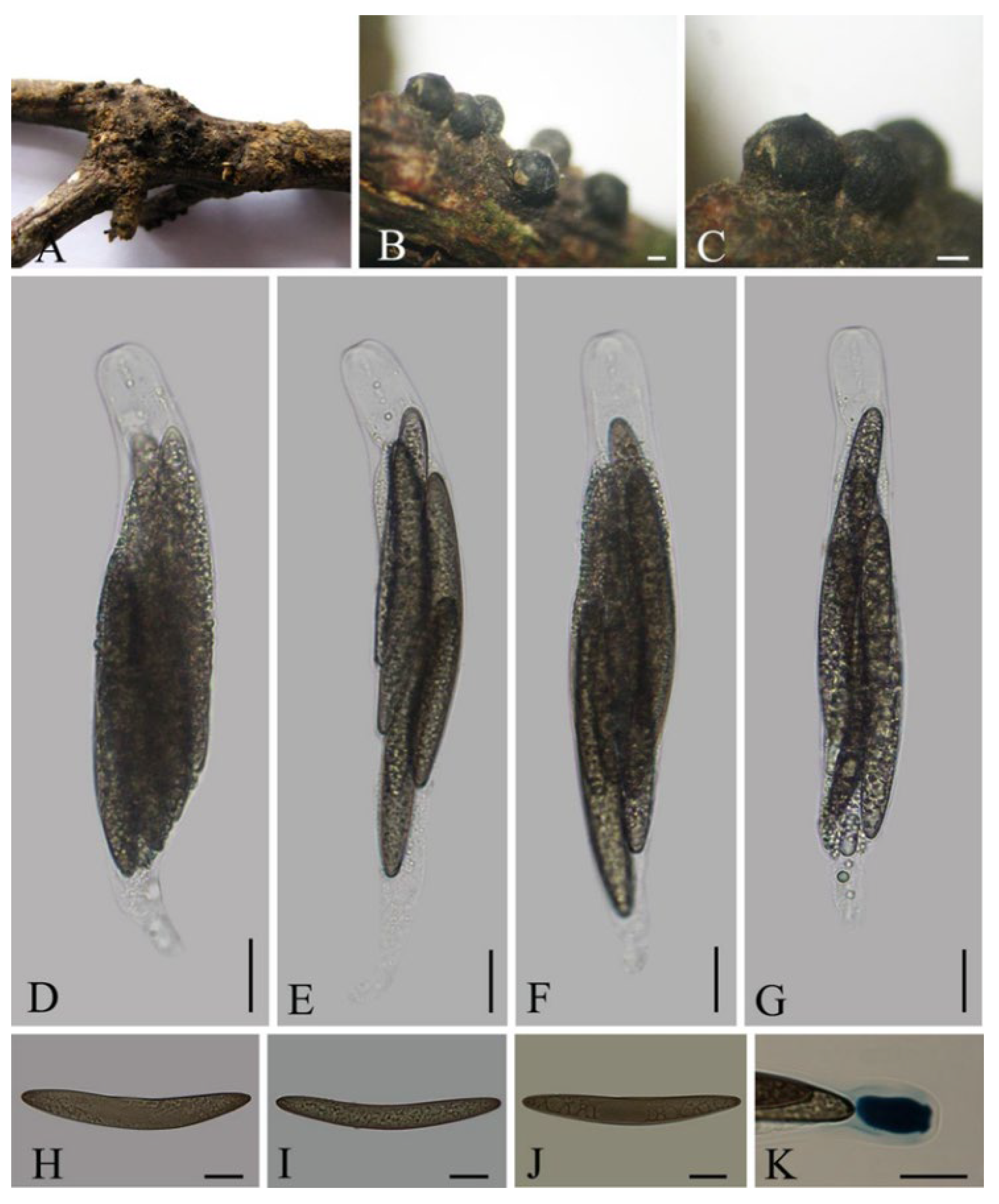 Diversity 14 00703 g007