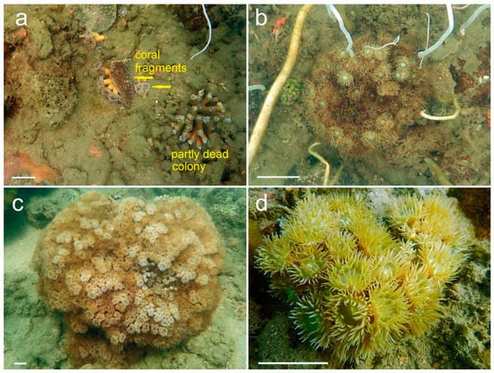 Diversity 14 00713 g002