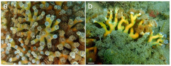 Diversity 14 00713 g003