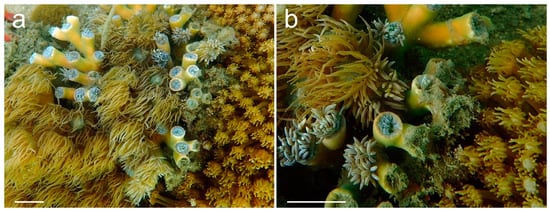 Diversity 14 00713 g004