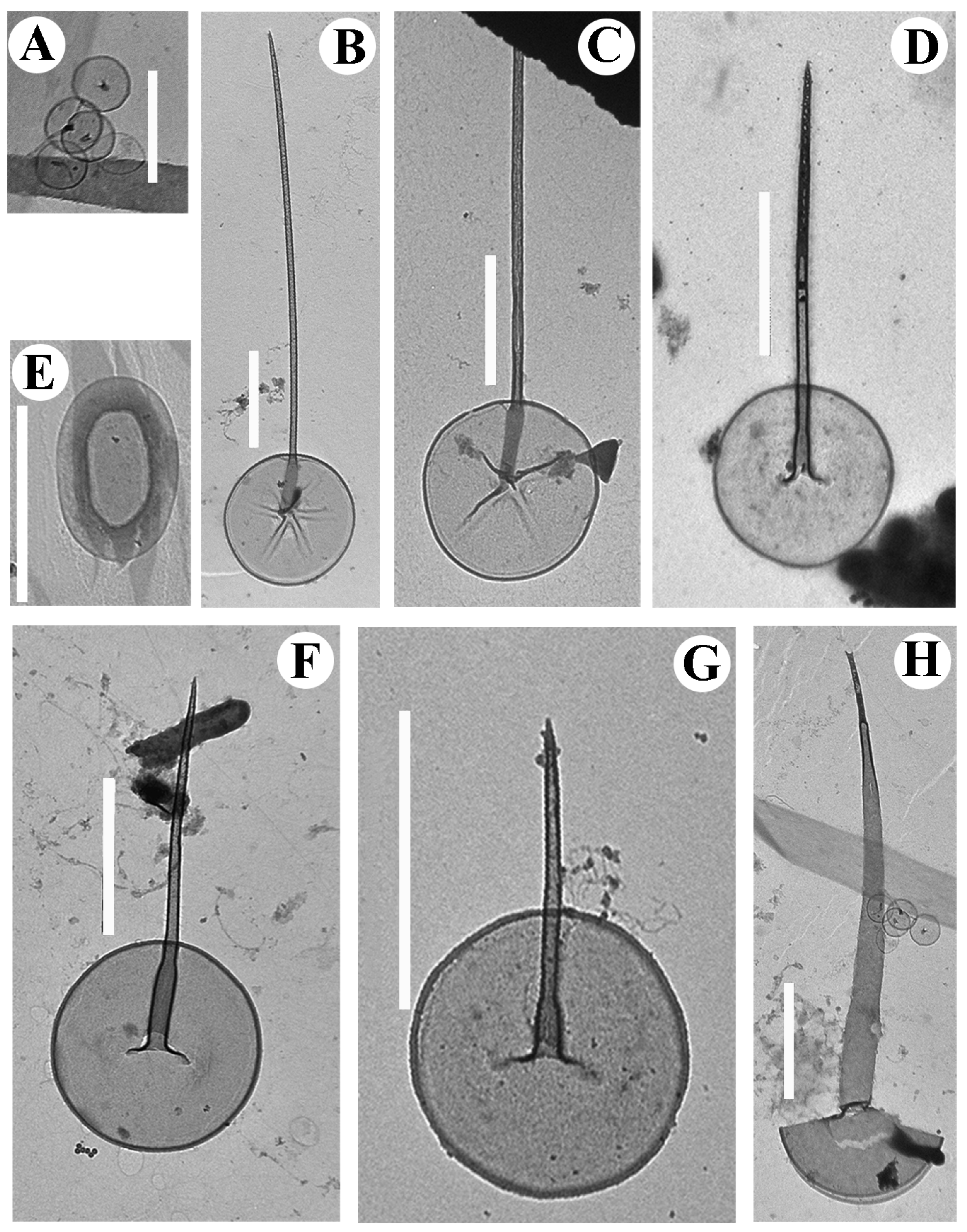Diversity 14 00726 g002