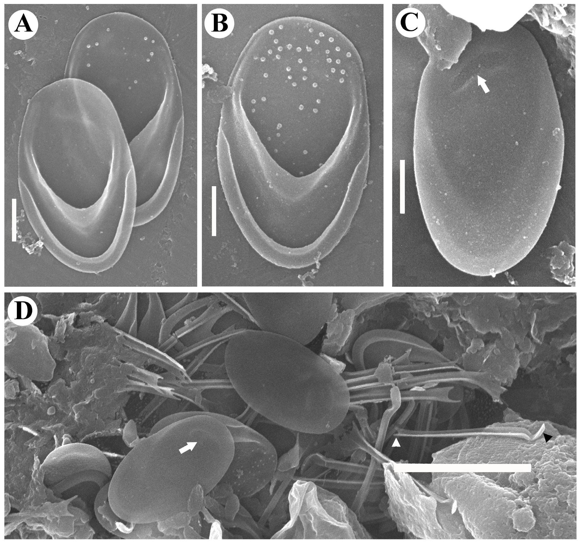 Diversity 14 00726 g005