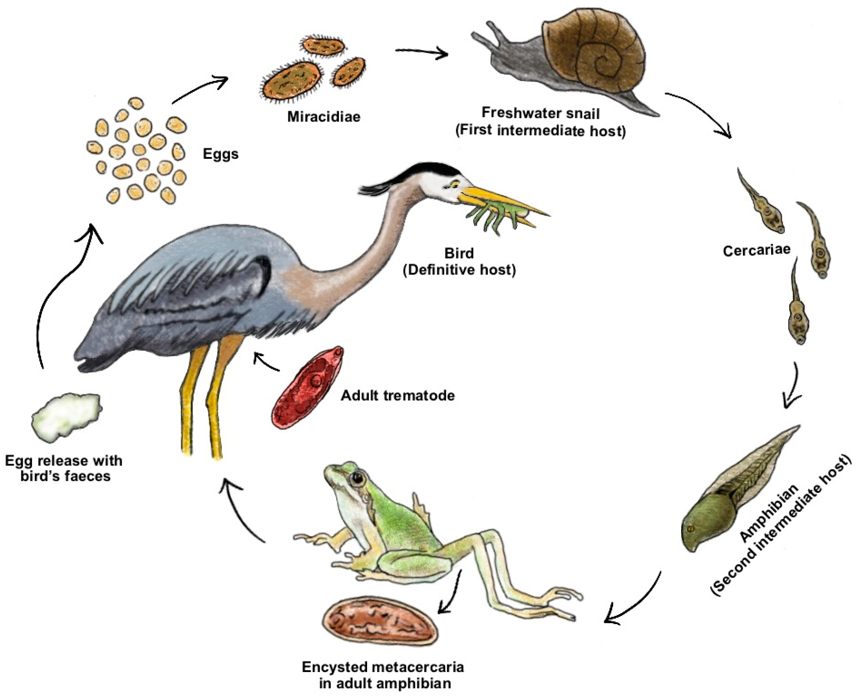 Diversity 14 00739 g003