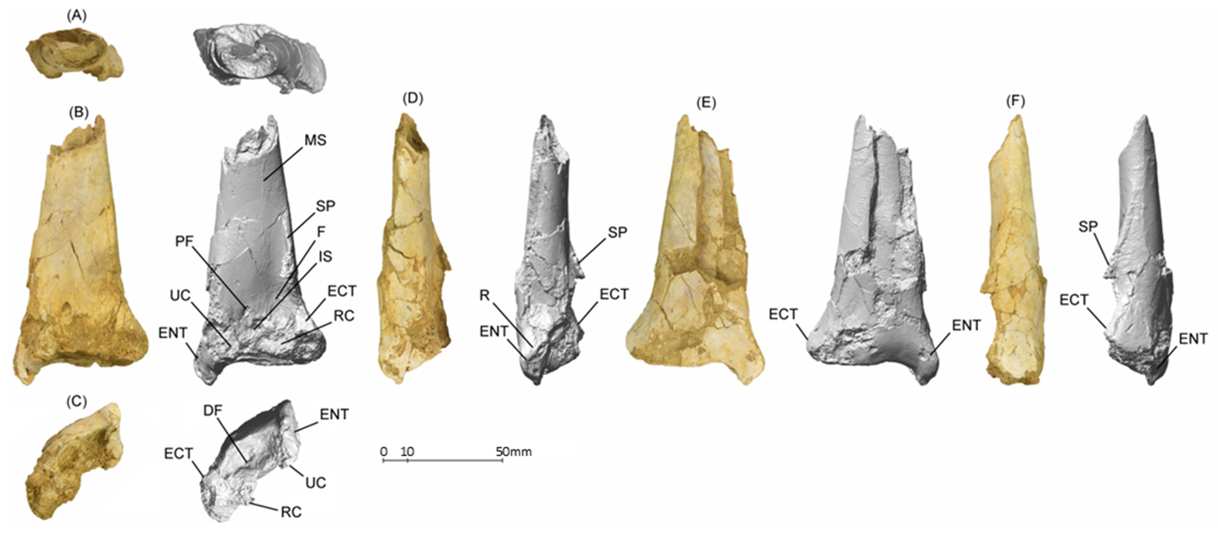 Diversity 14 00741 g003