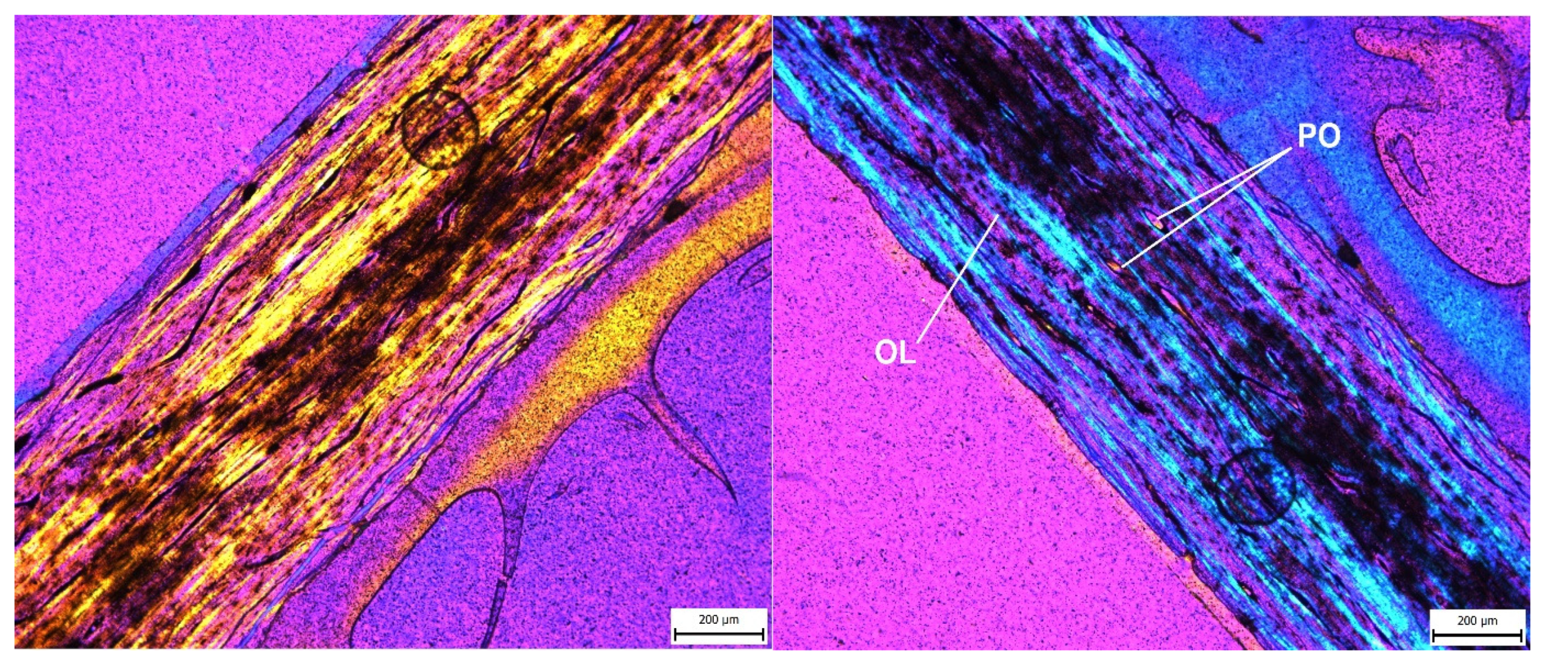 Diversity 14 00741 g011