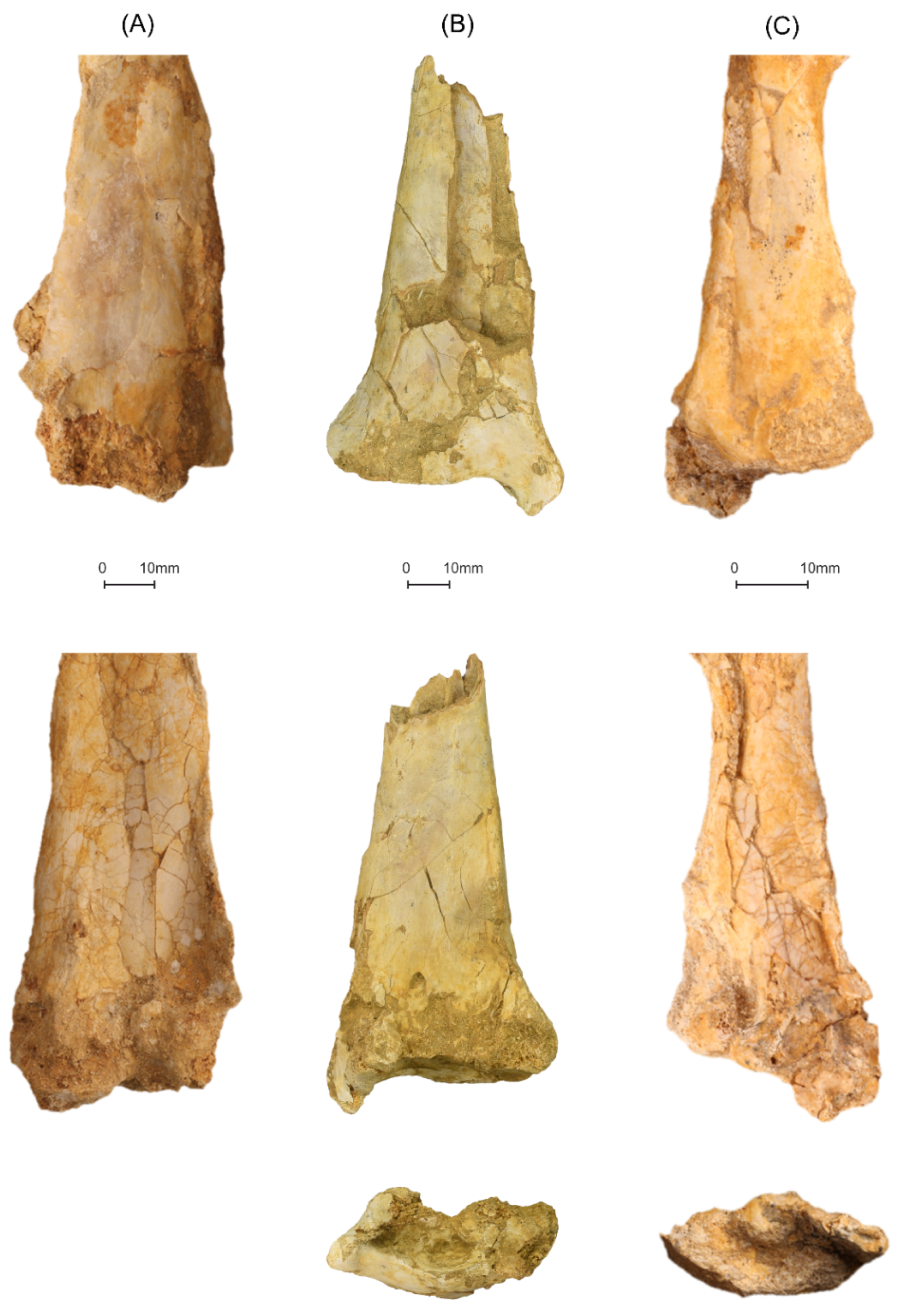 Diversity 14 00741 g012