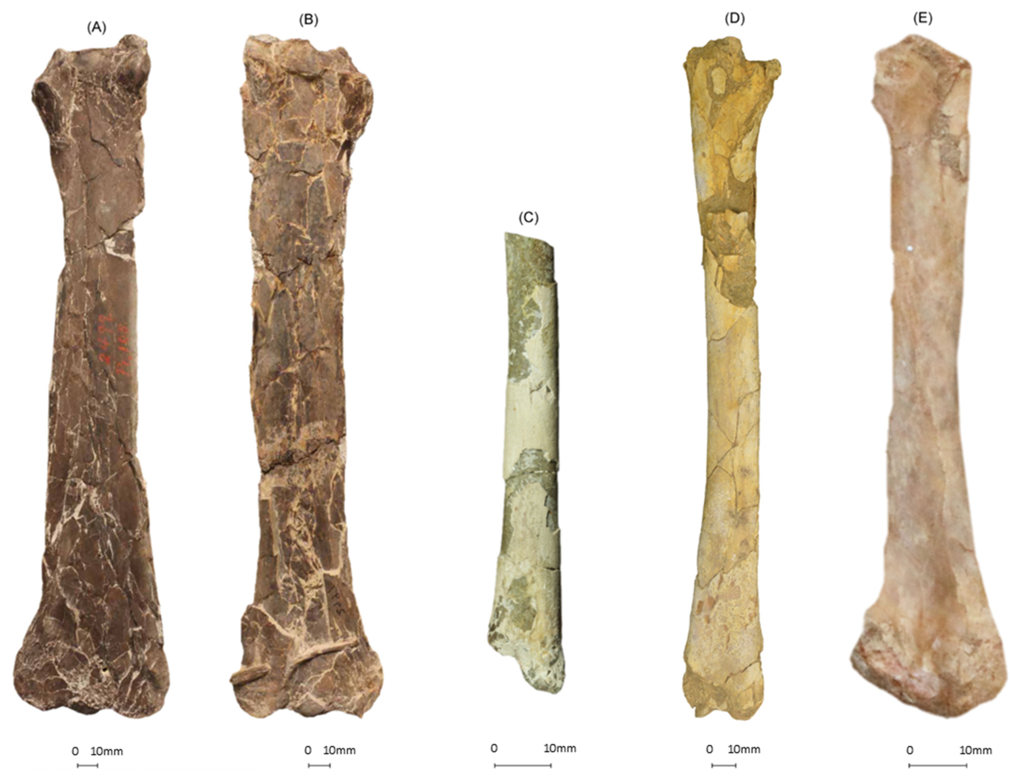 Diversity 14 00741 g013