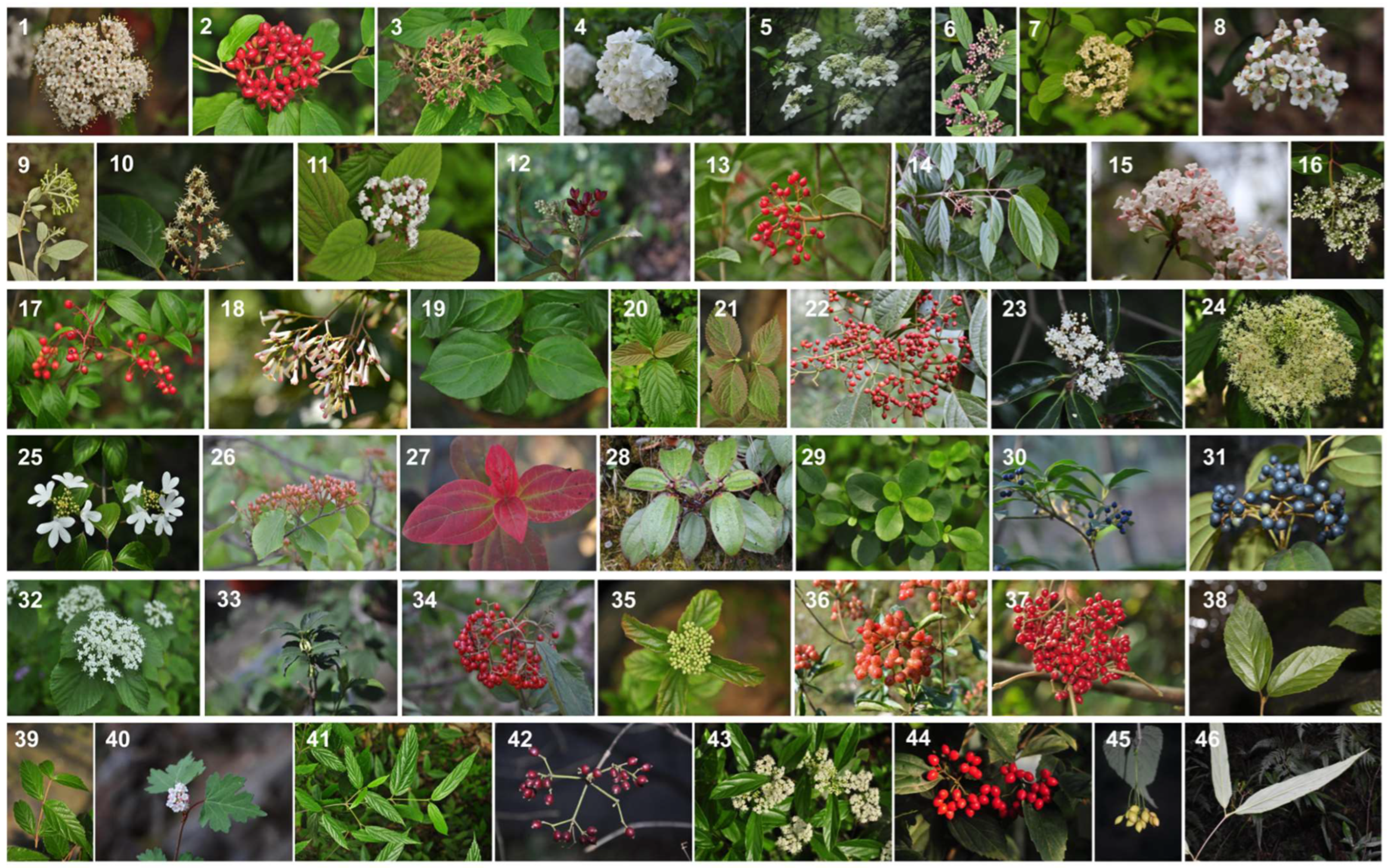 Diversity 14 00744 g001